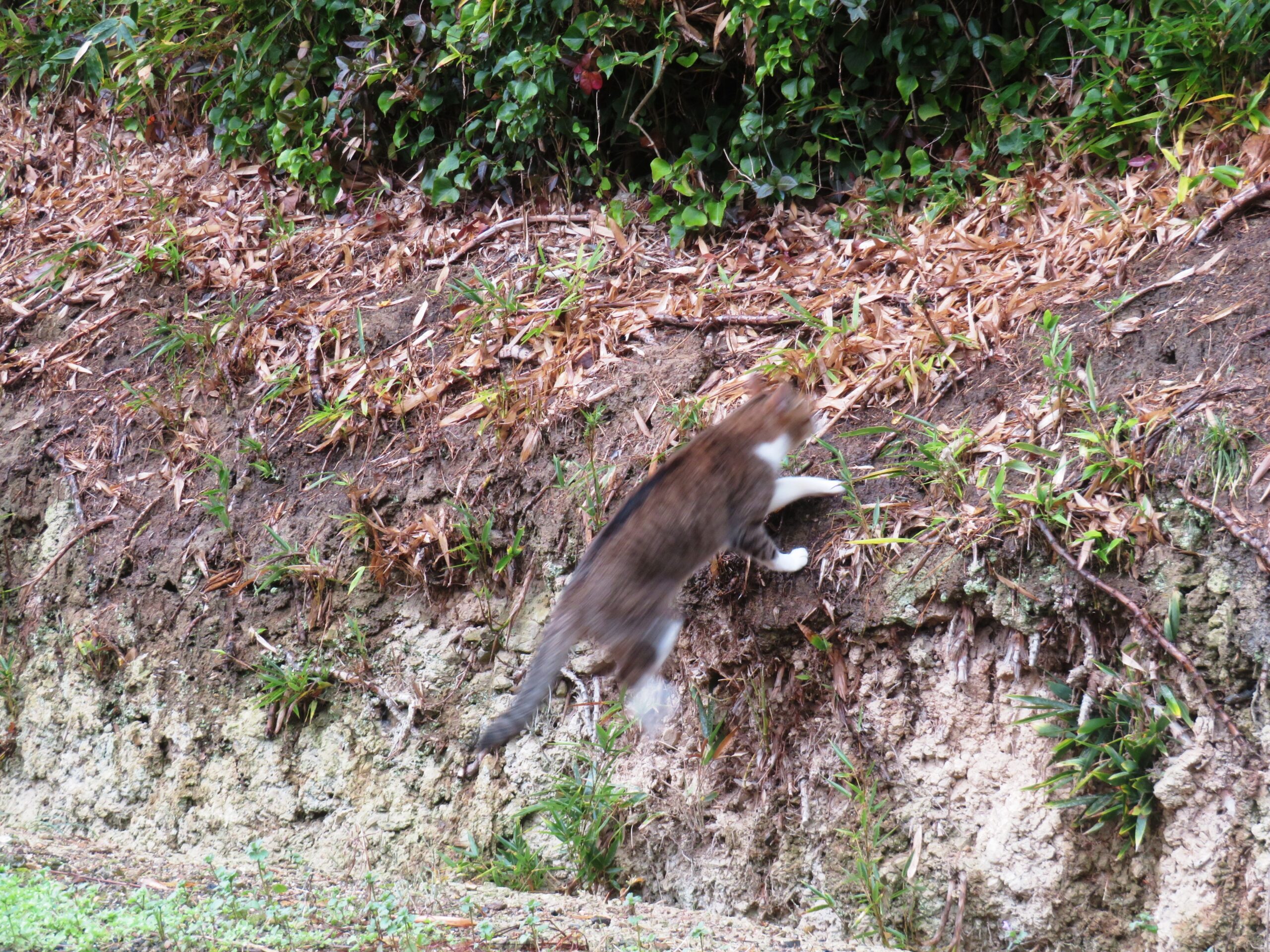 ねこ、風太　巡回
