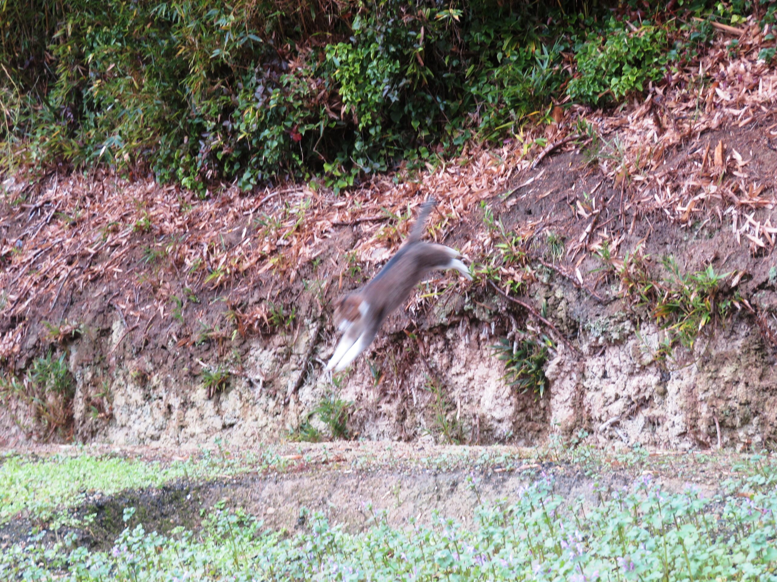 ねこ、風太　巡回