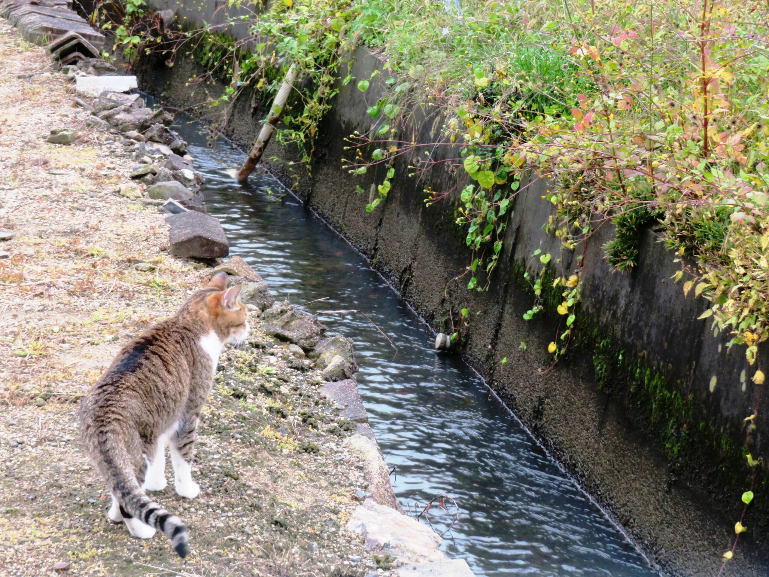 ねこ、風太 巡回