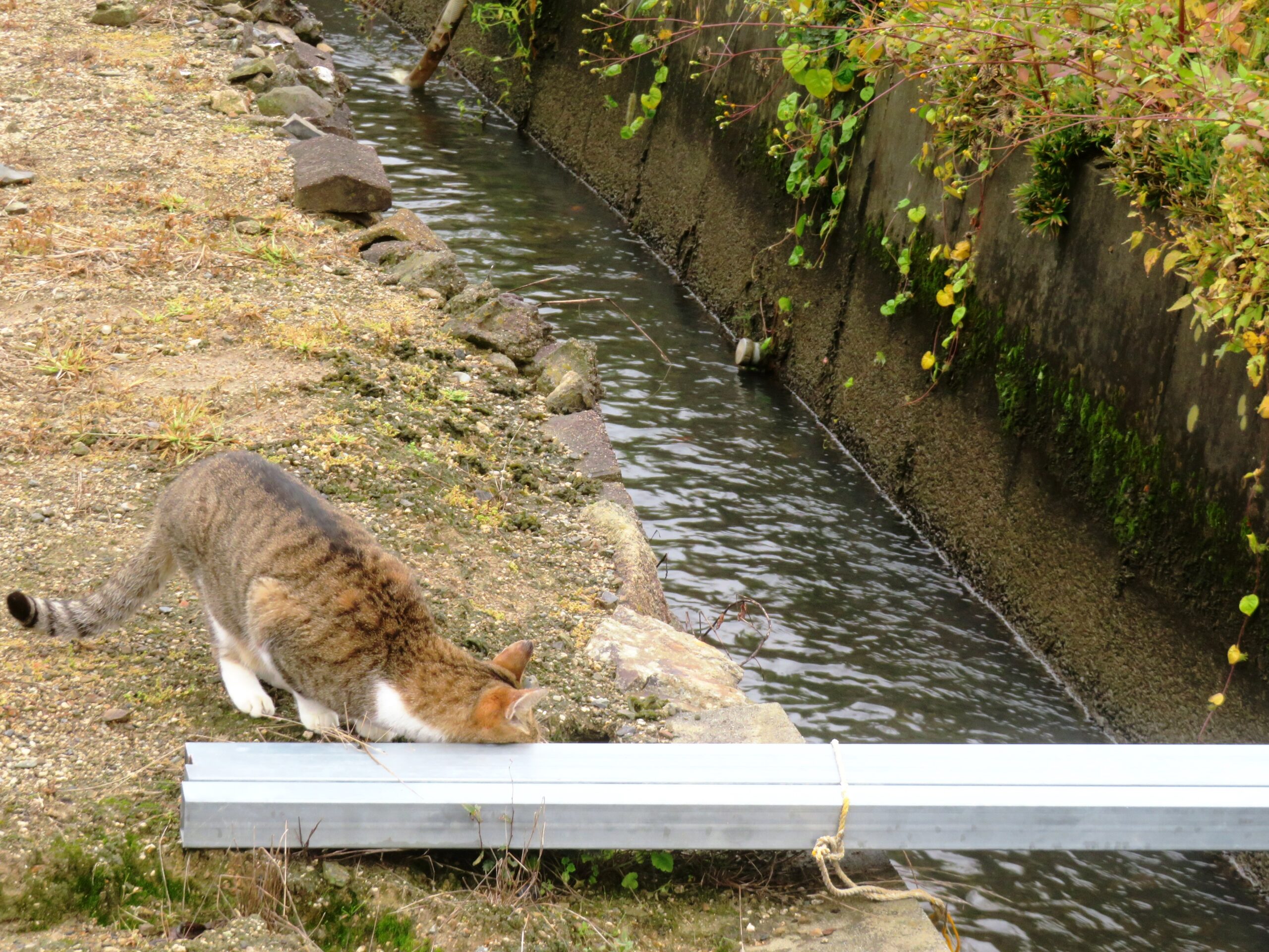 ねこ、風太 巡回