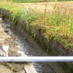 ねこ、風太　巡回