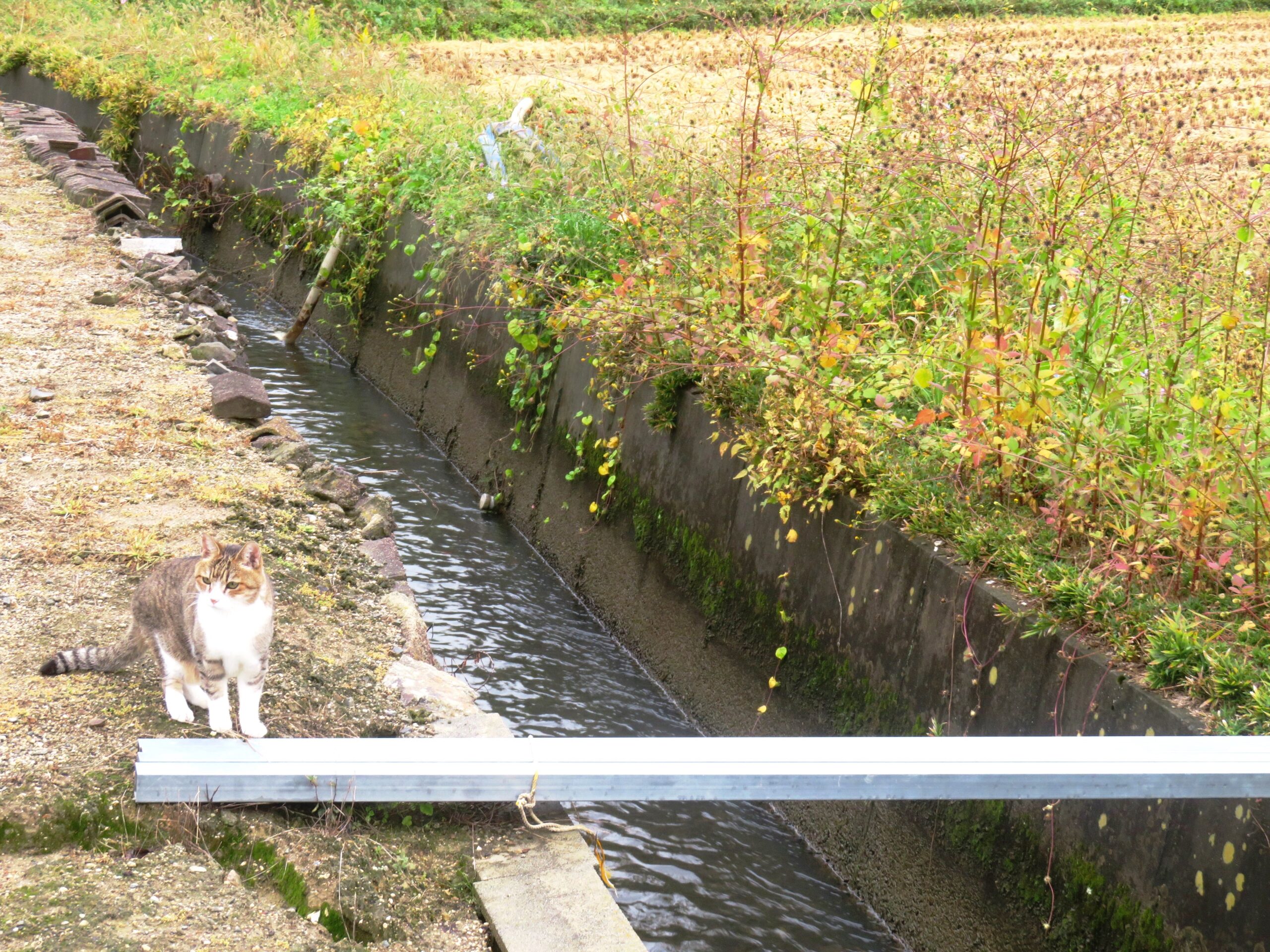 ねこ、風太 巡回