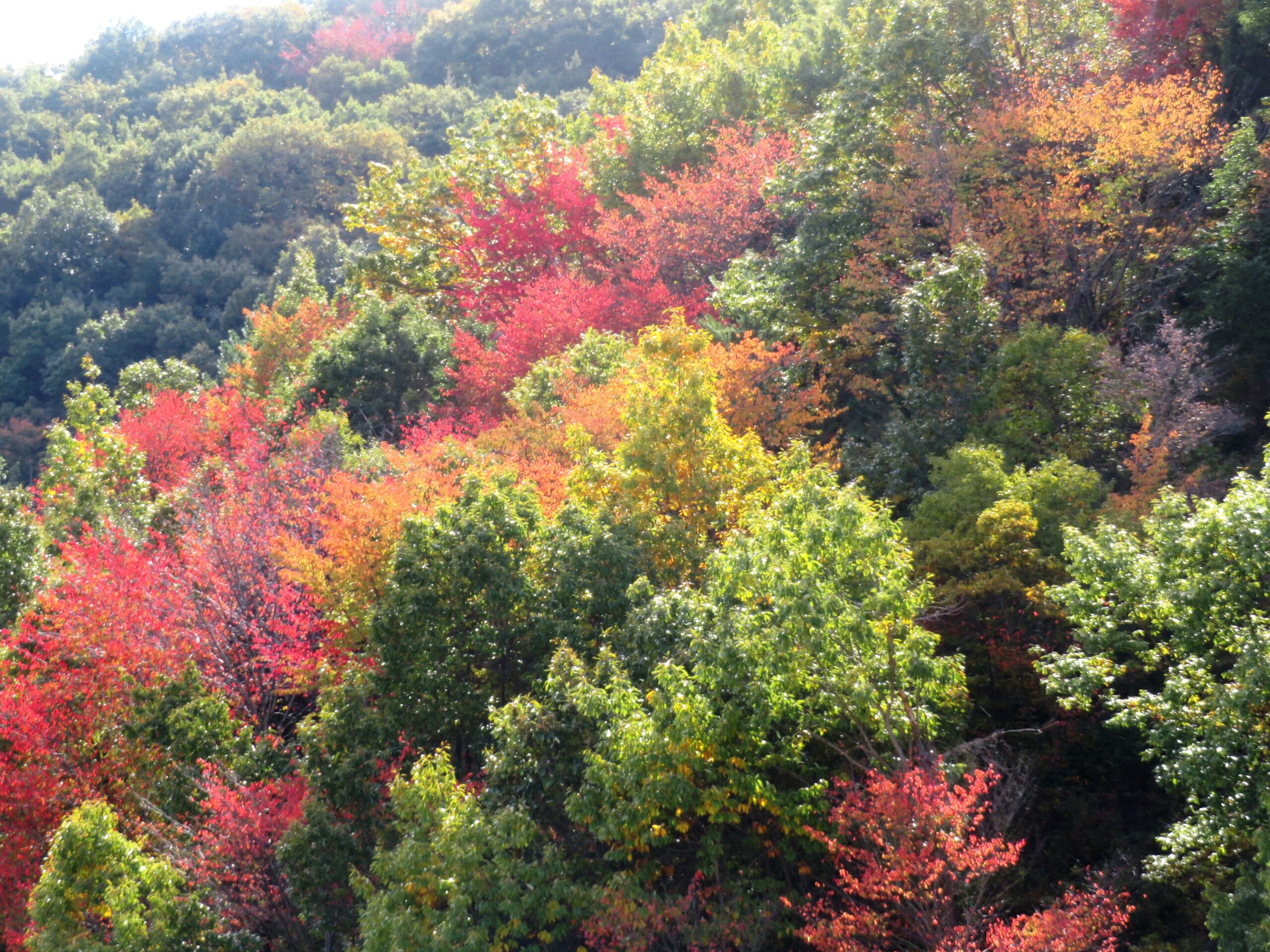 山桜の紅葉
