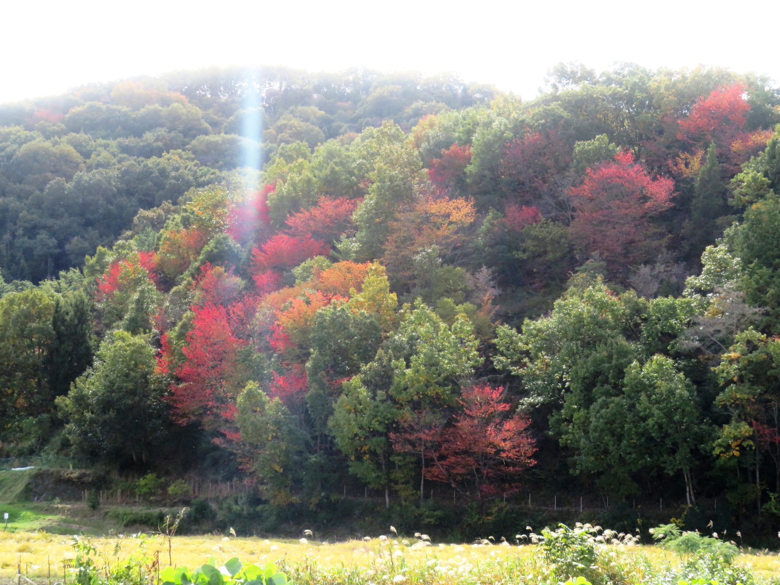 山桜の紅葉
