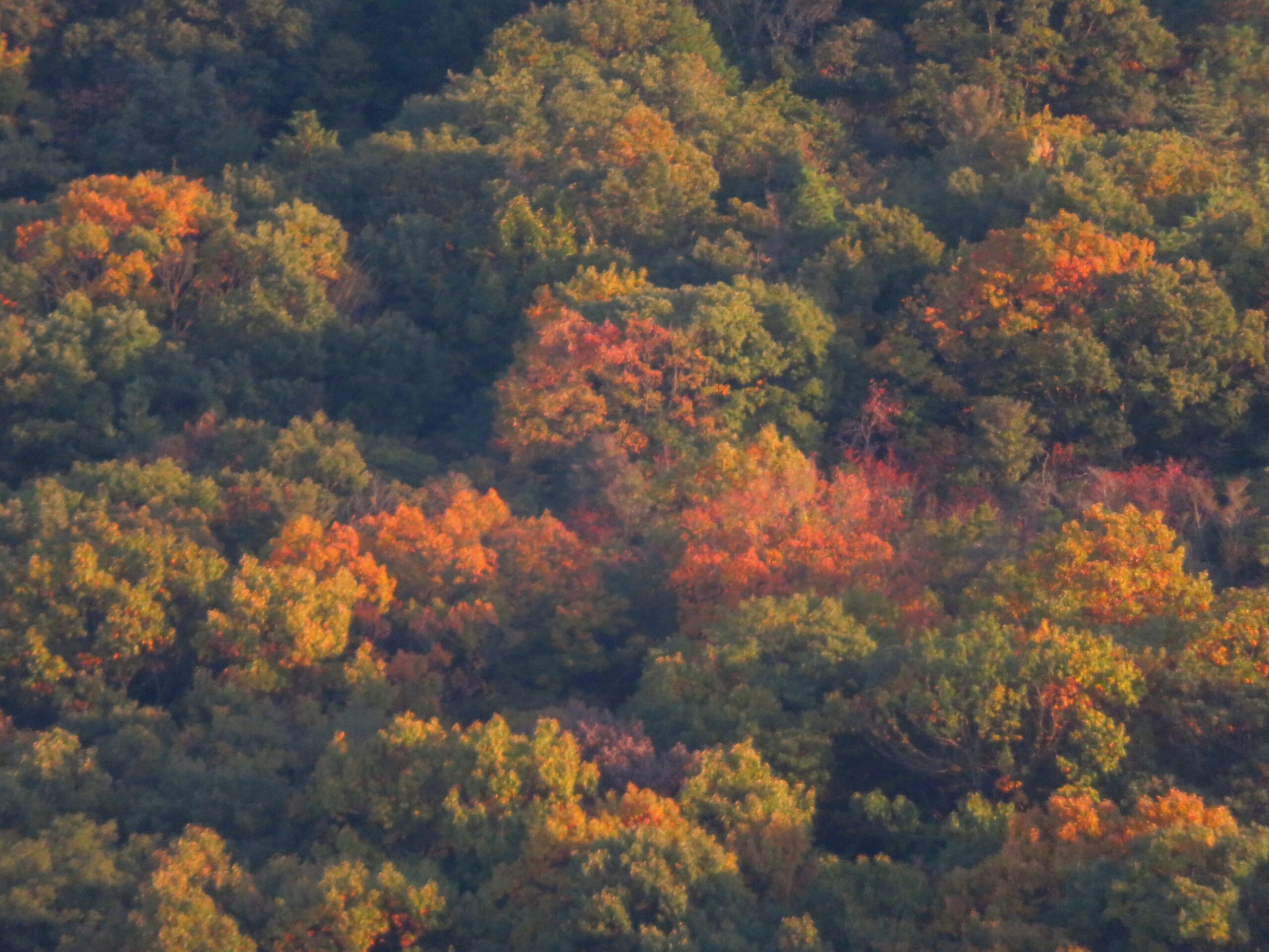 初冬の山の夕暮れ