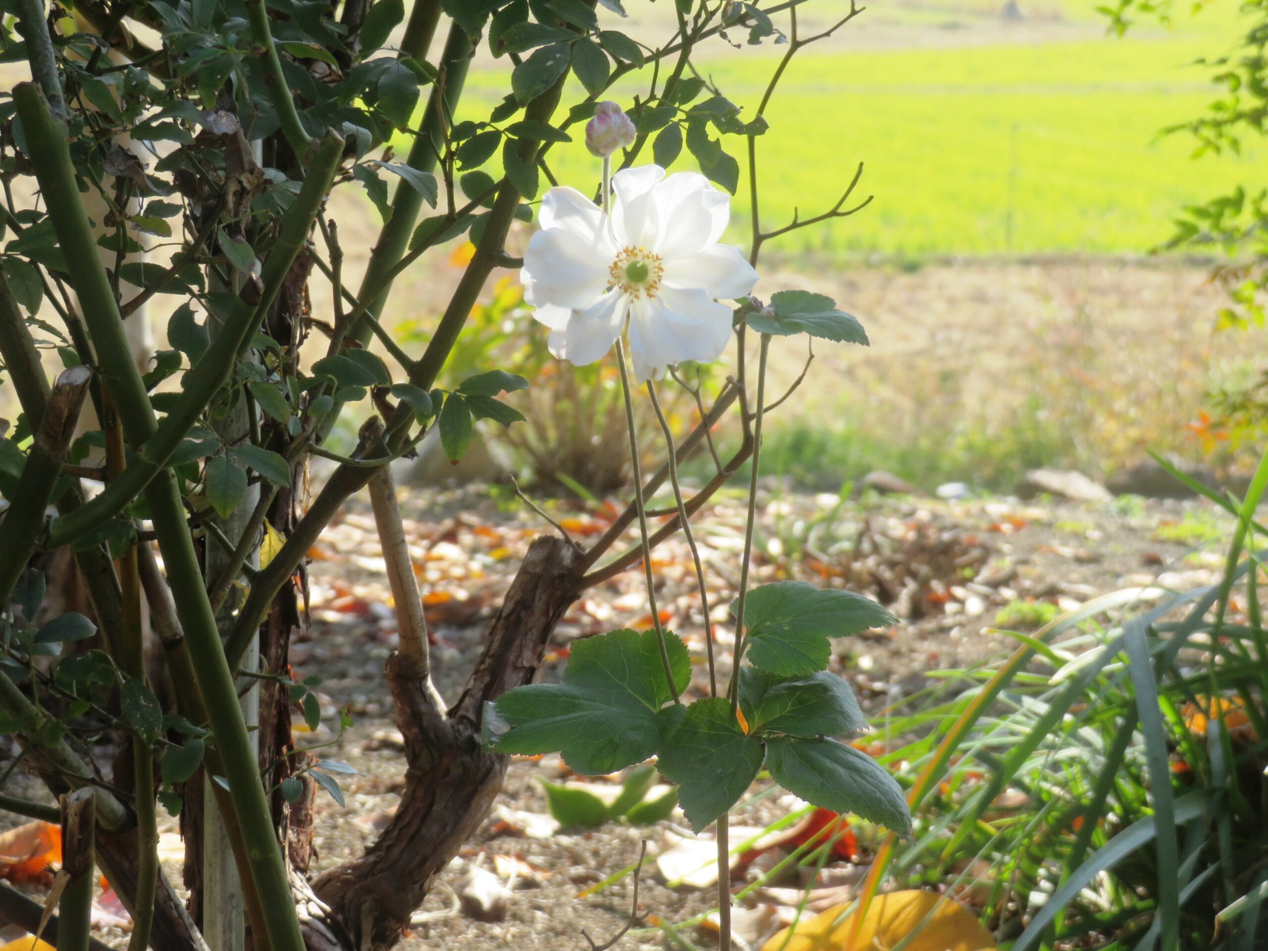 シュウメイギク（秋明菊）