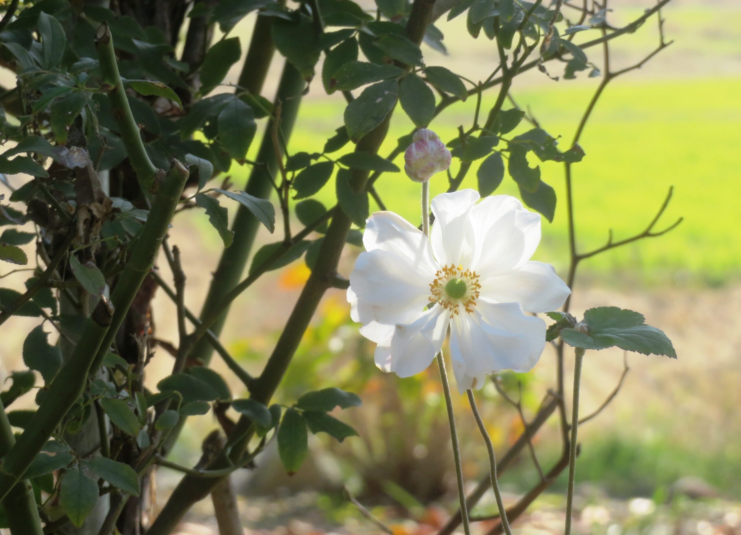 シュウメイギク（秋明菊）