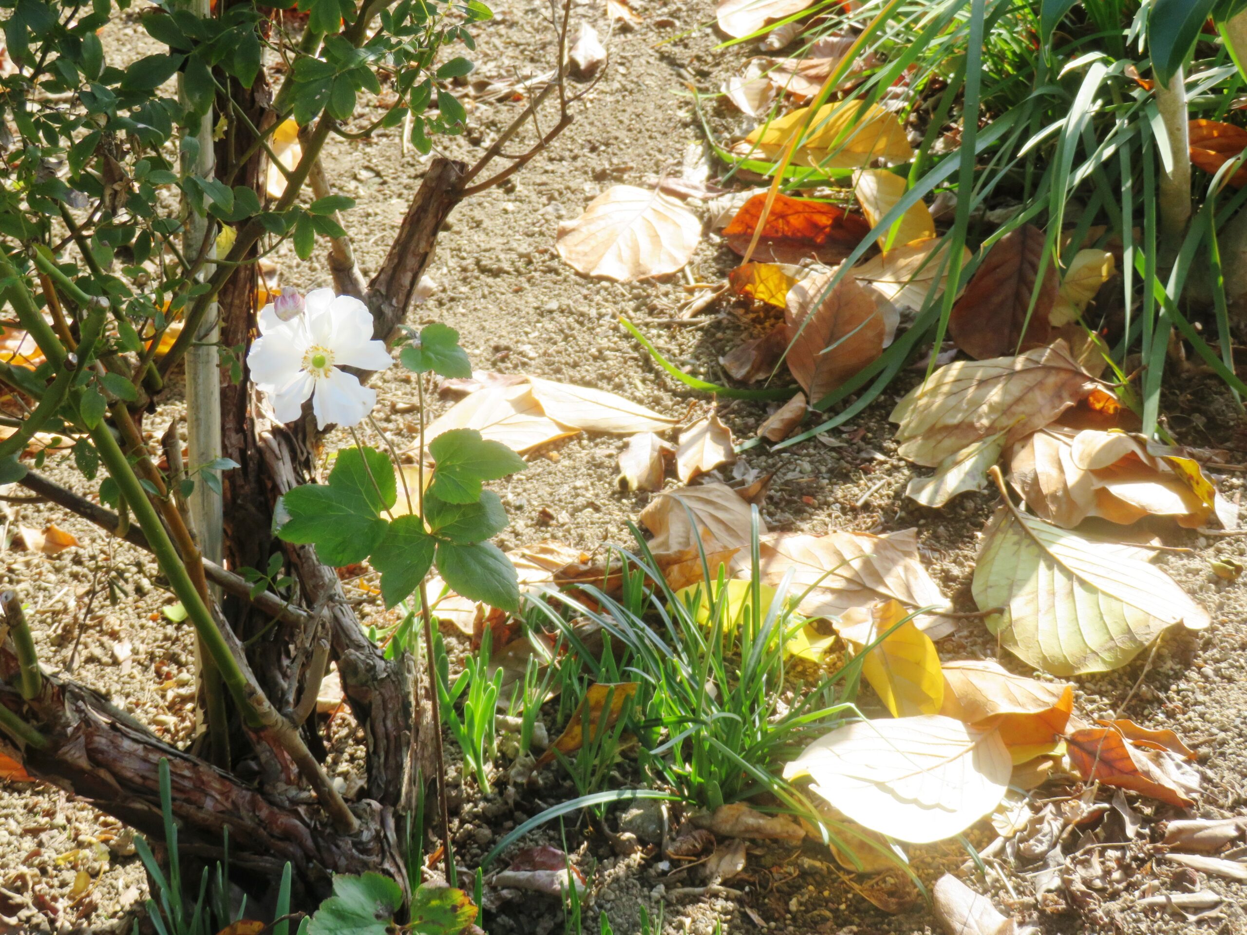 シュウメイギク（秋明菊）