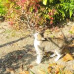 ねこ、風太　巡回