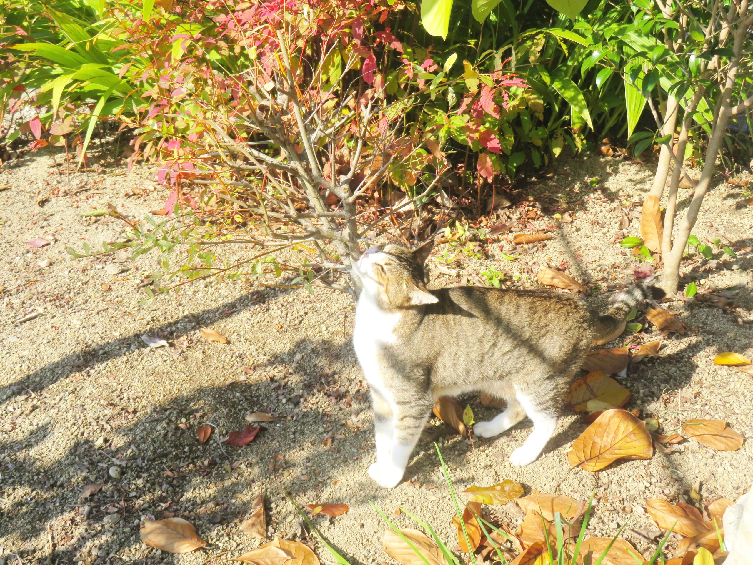 ねこ、風太　巡回