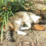 ねこ、風太　巡回