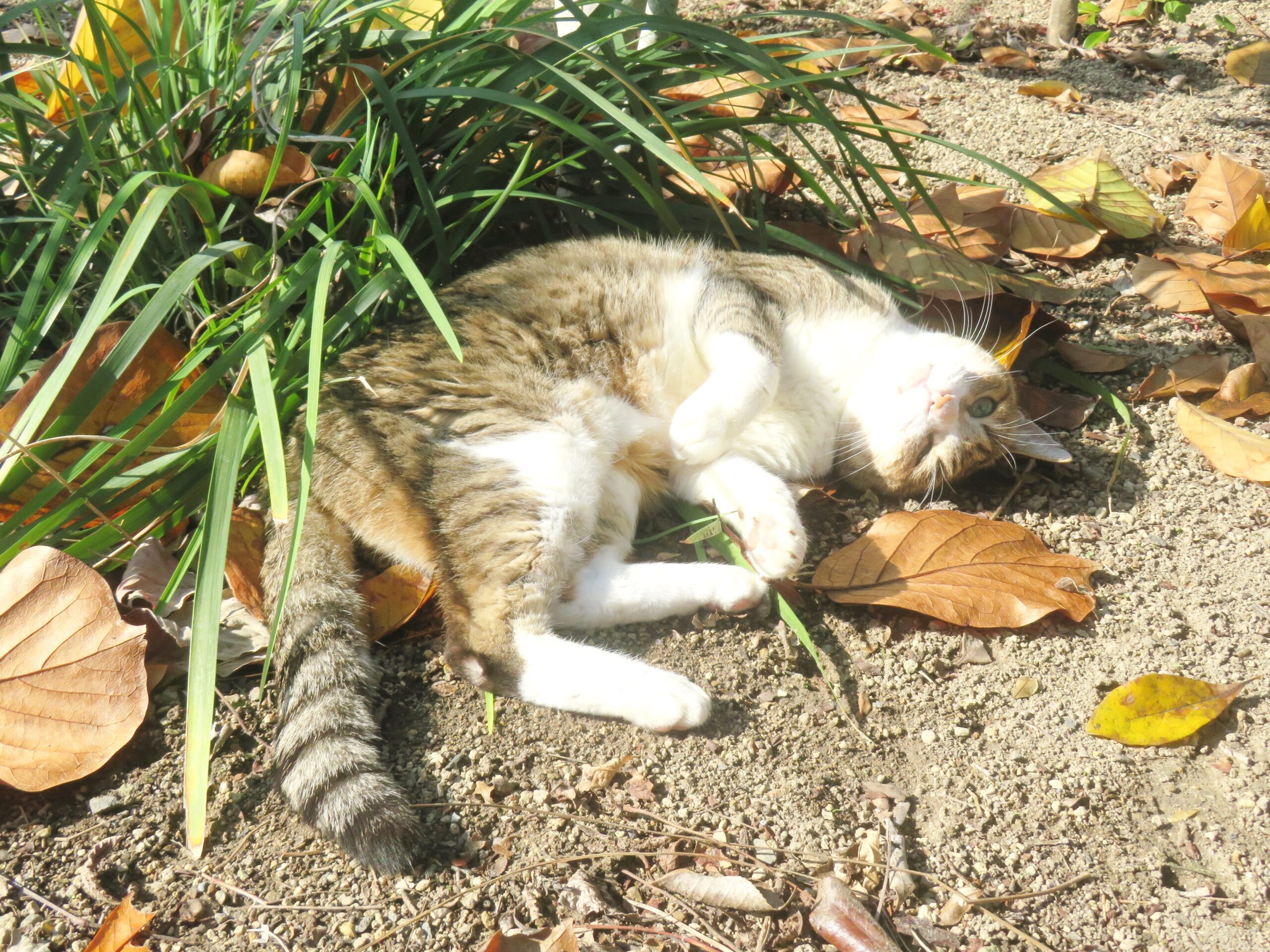 ねこ、風太 巡回