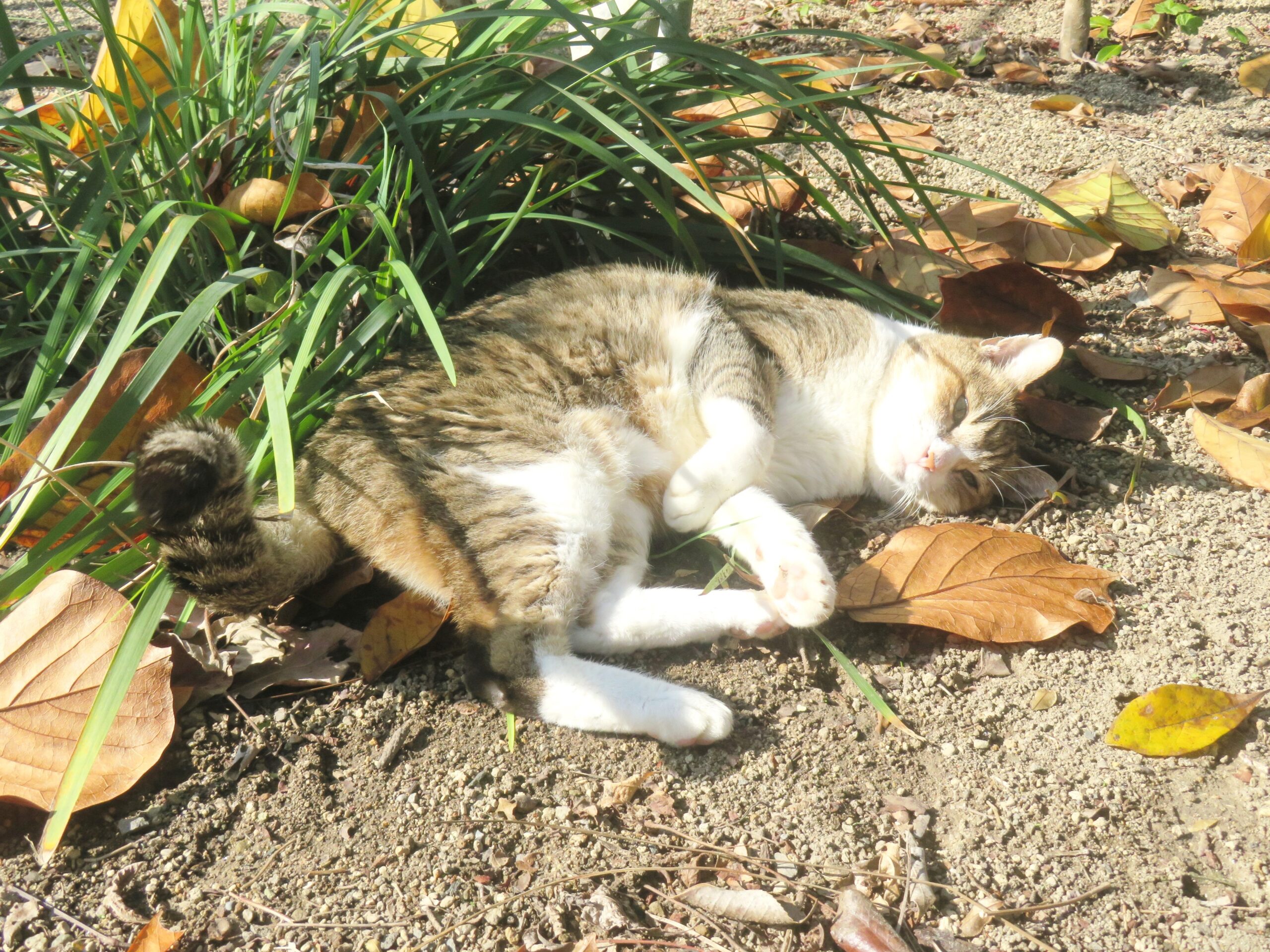 ねこ、風太 巡回