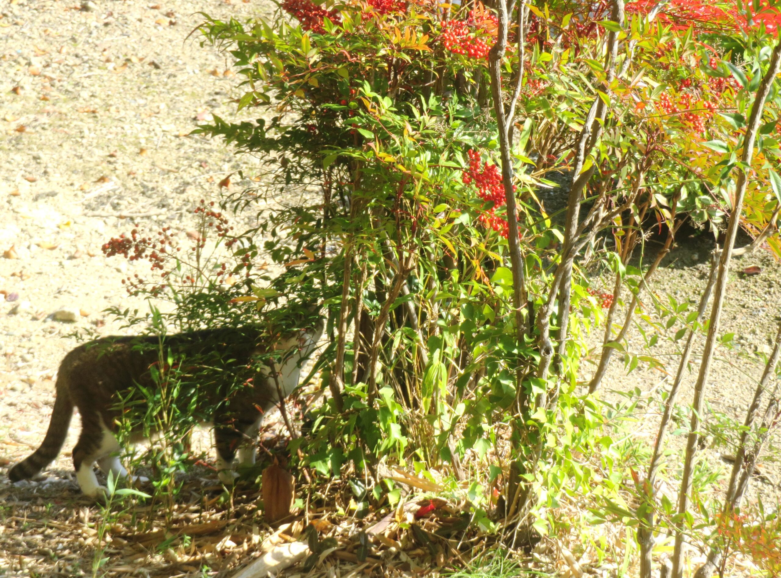 ねこ、風太　巡回