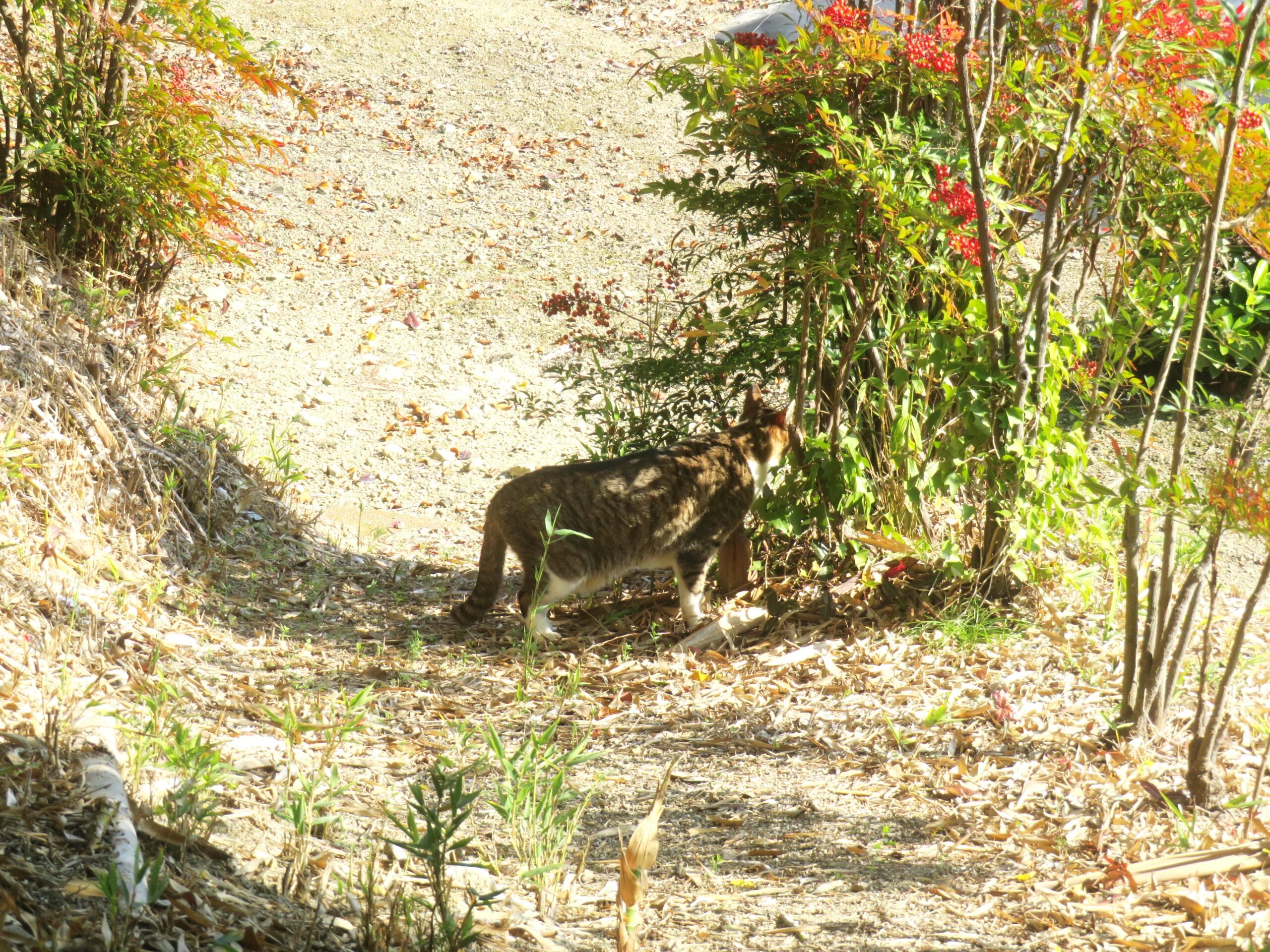 ねこ、風太　巡回