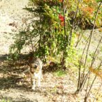 ねこ、風太　巡回