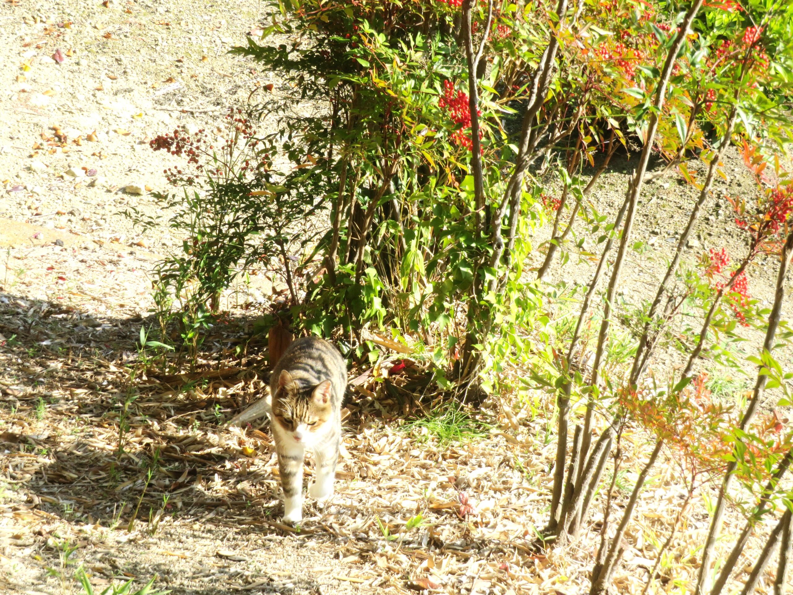 ねこ、風太　巡回