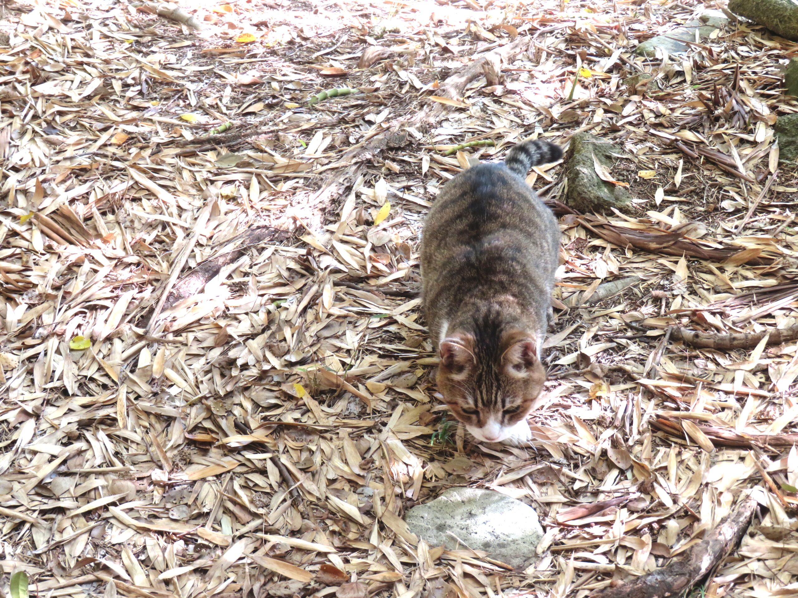 ねこ、風太　巡回