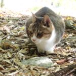 ねこ、風太　巡回