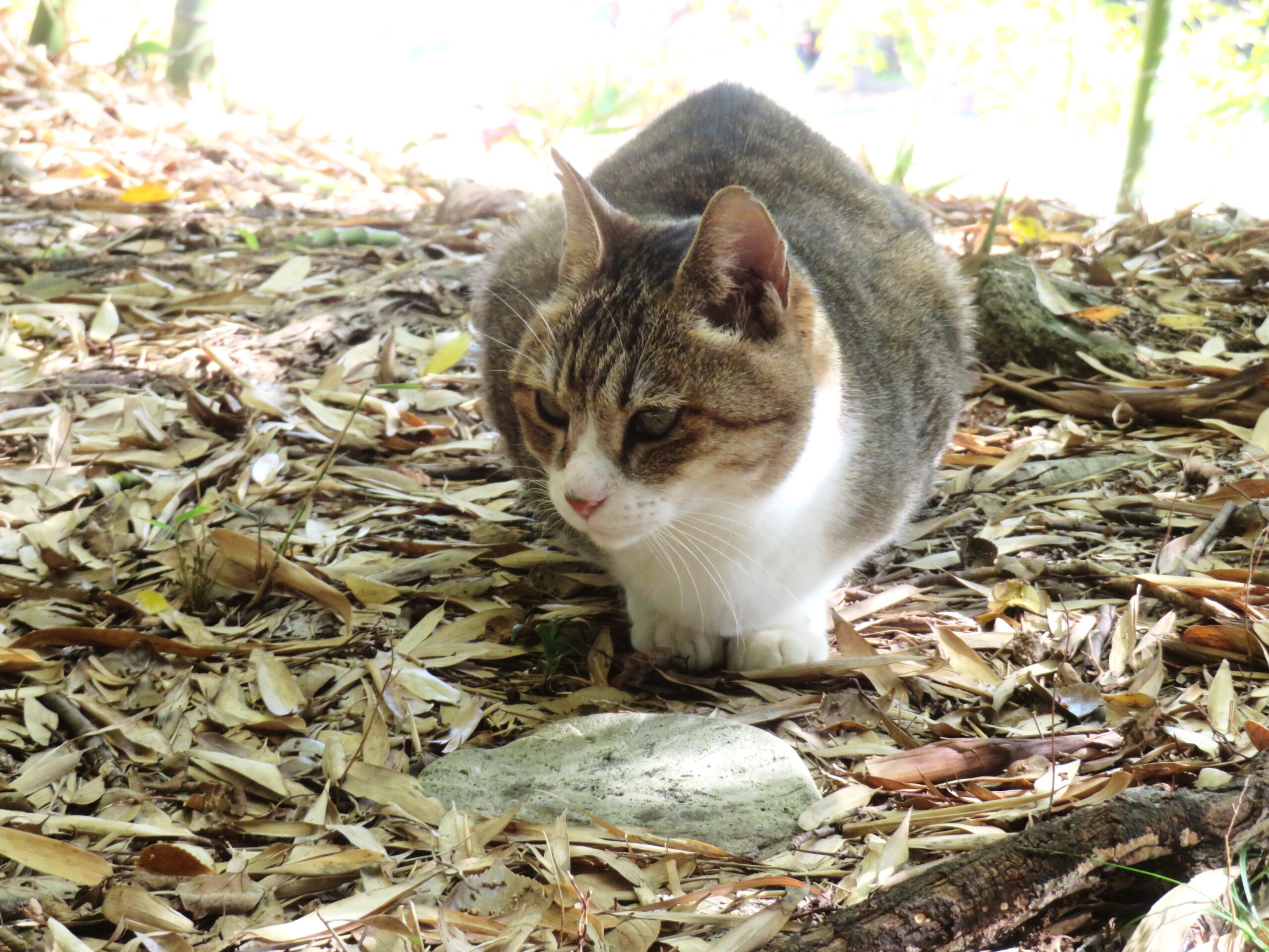 ねこ、風太　巡回