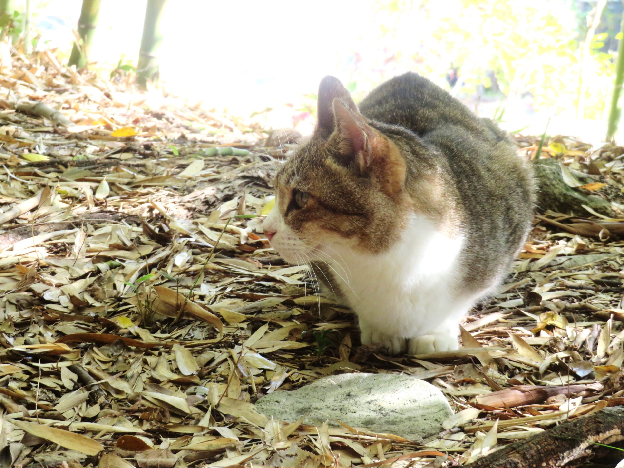ねこ、風太　巡回