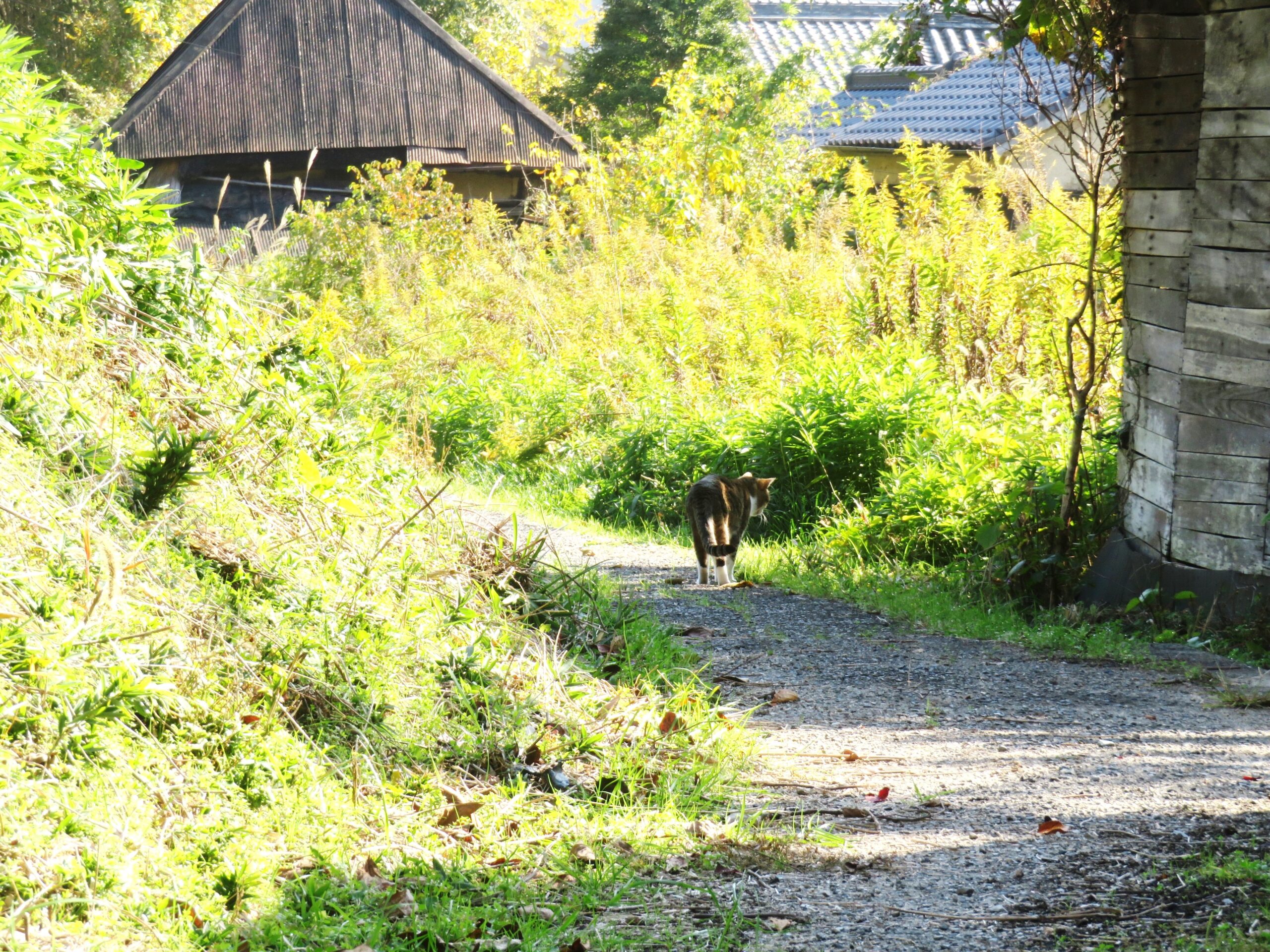 ねこ、風太　巡回
