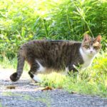 ねこ、風太　巡回