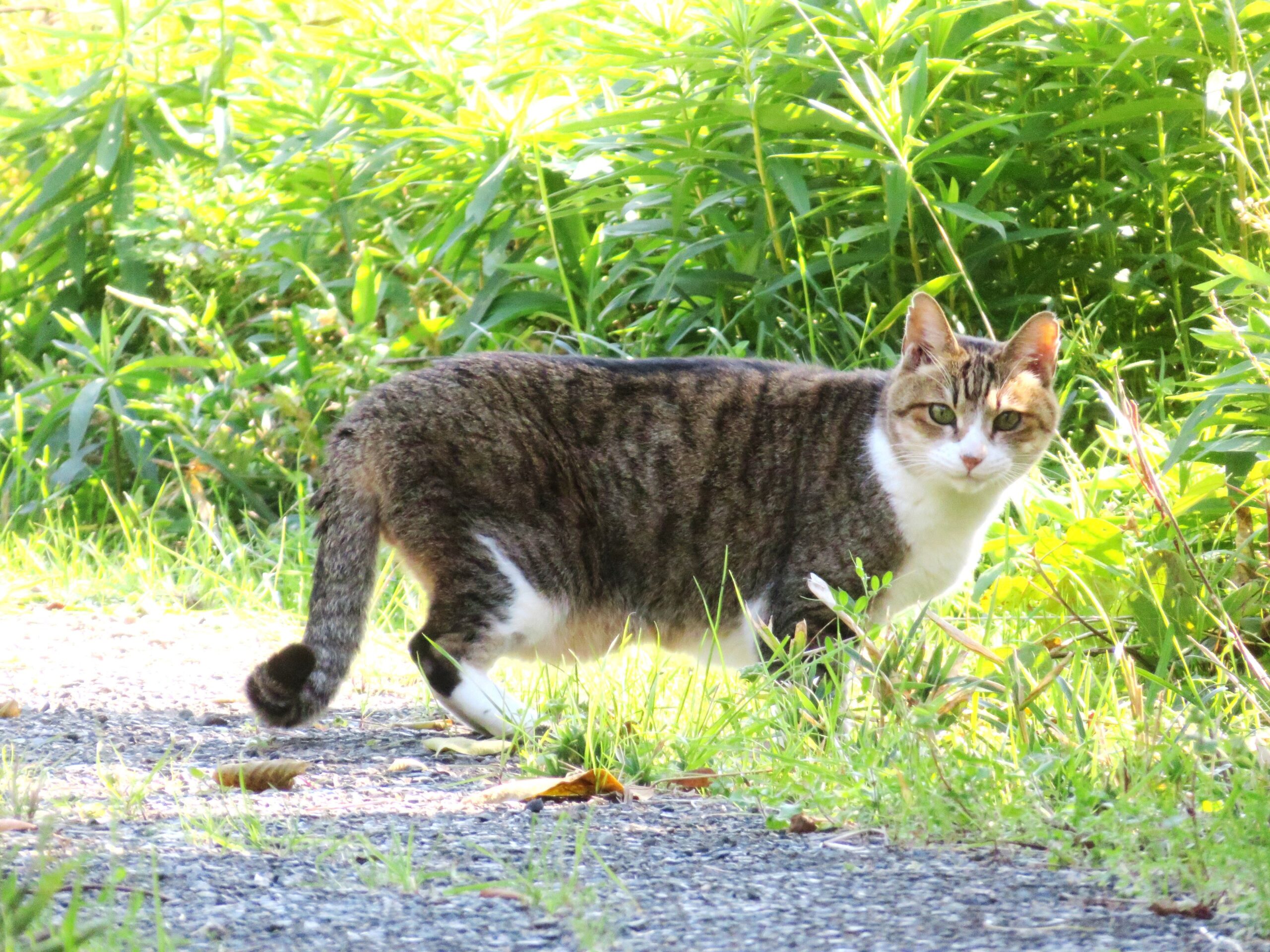 ねこ、風太　巡回