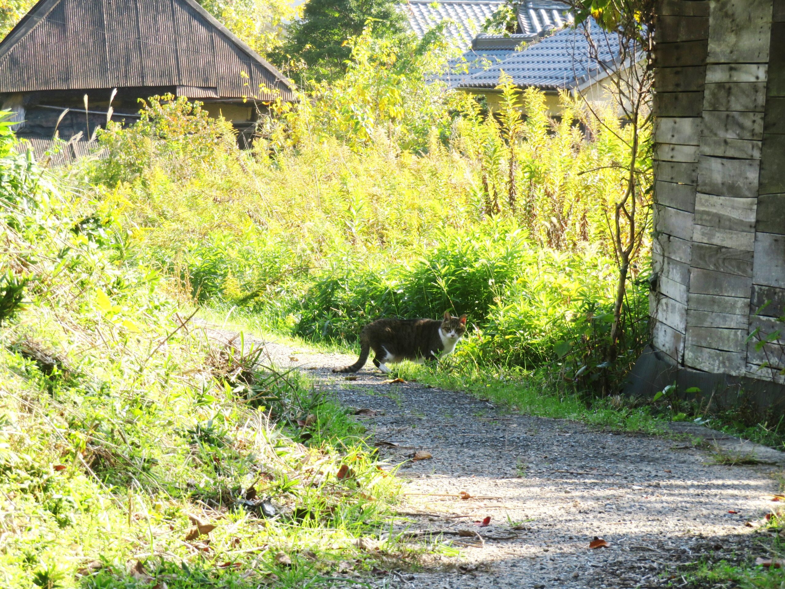 ねこ、風太　巡回