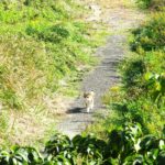 ねこ、風太　巡回