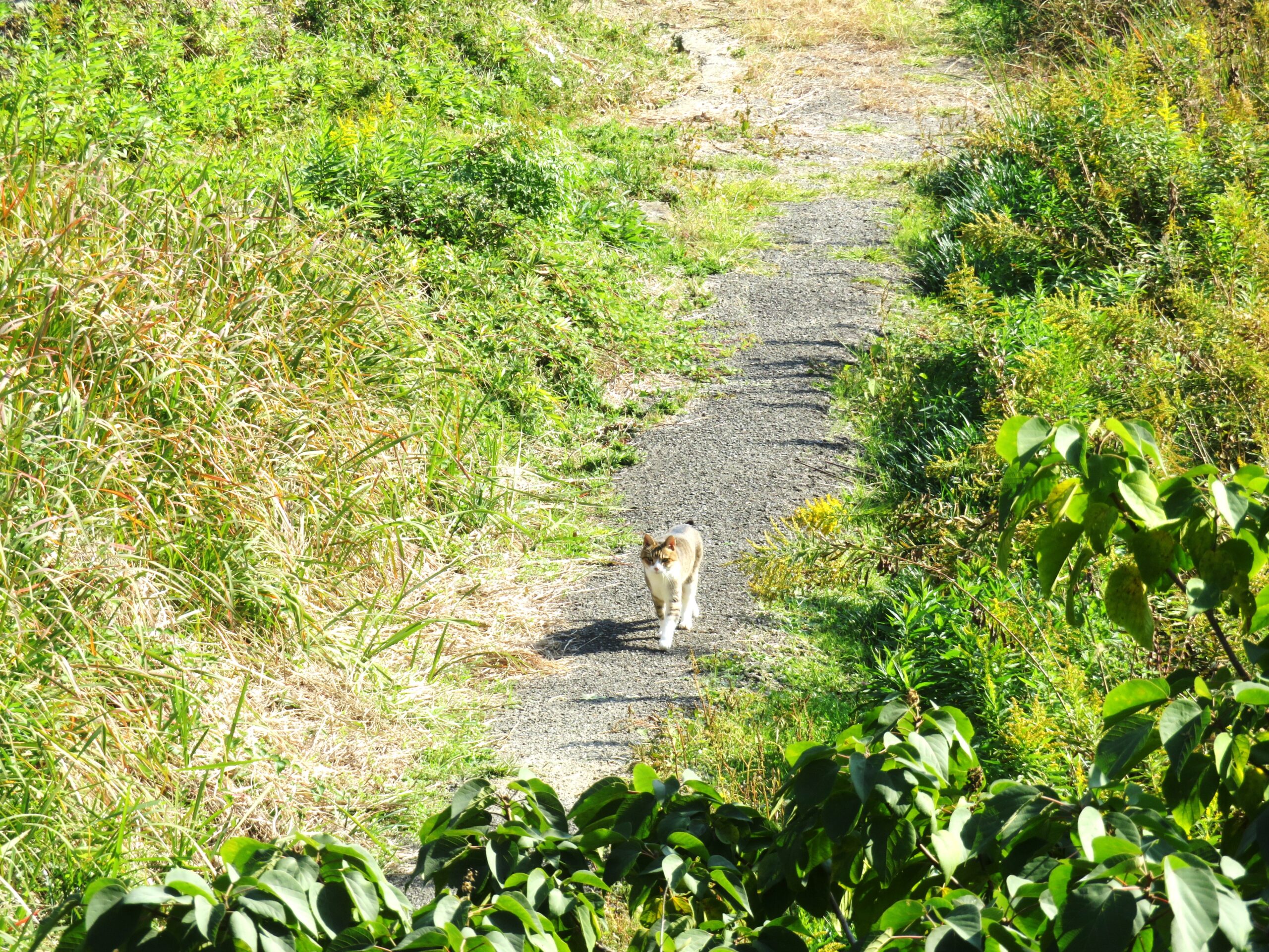ねこ、風太 巡回