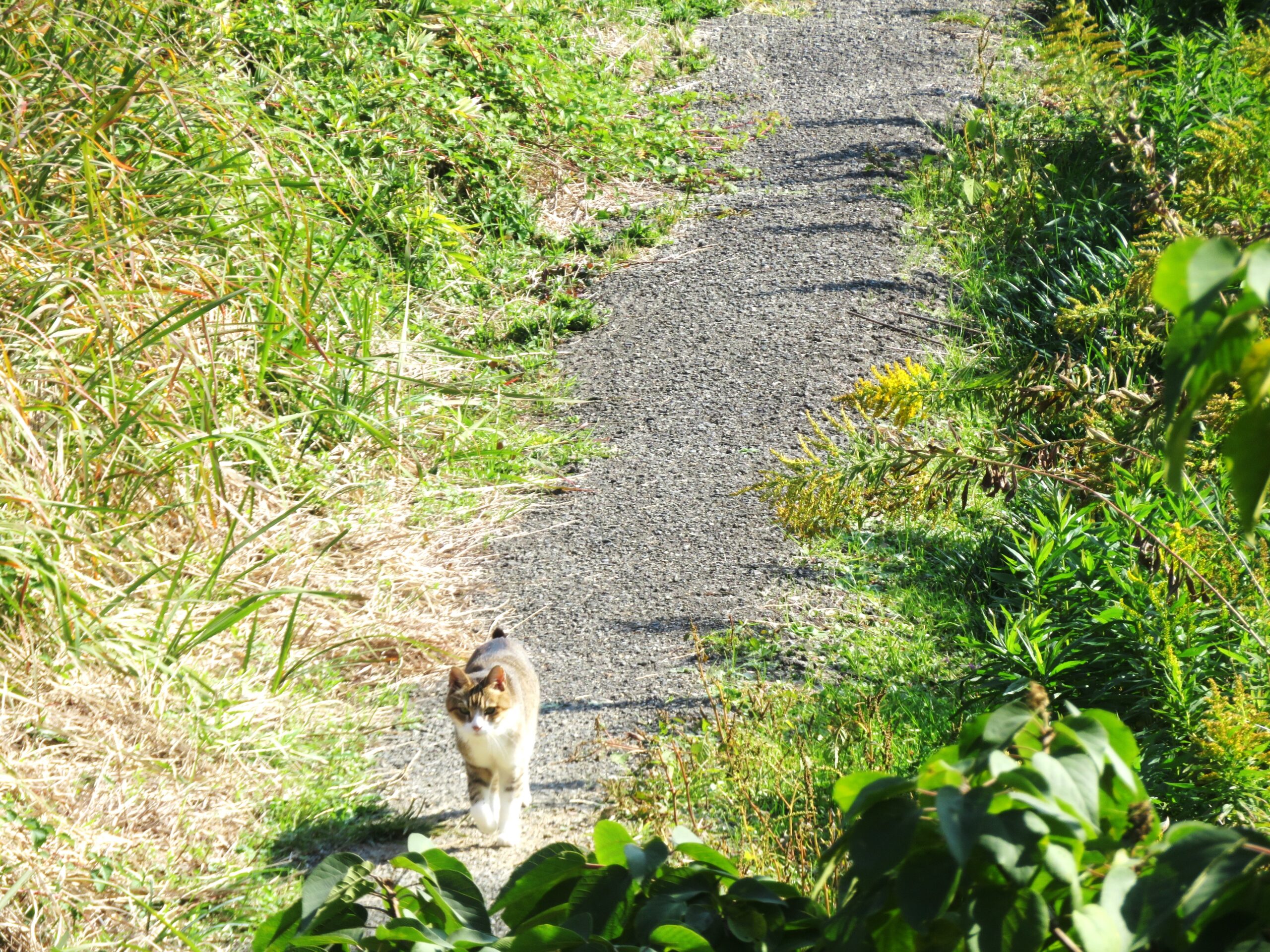 ねこ、風太 巡回