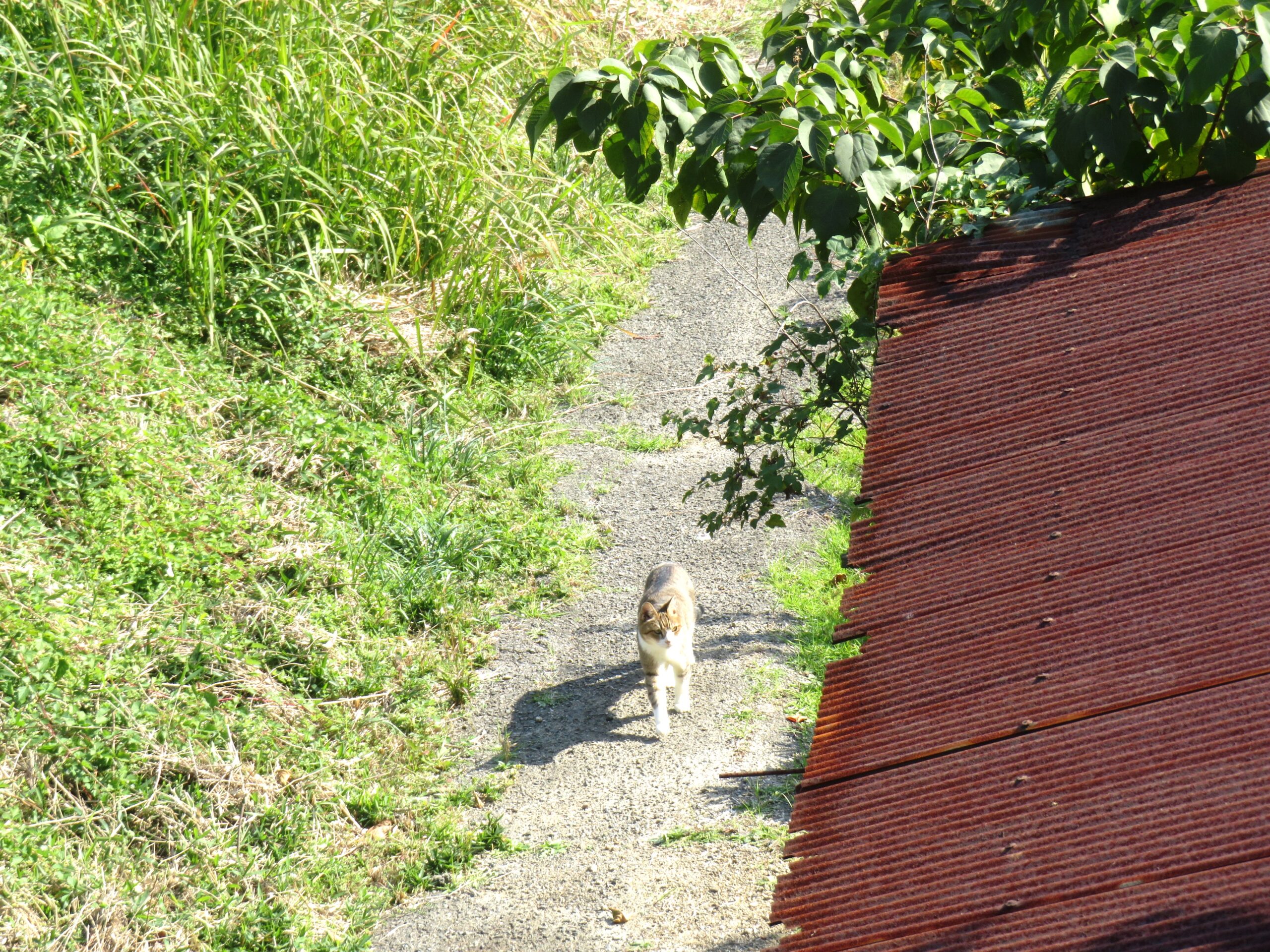 ねこ、風太 巡回