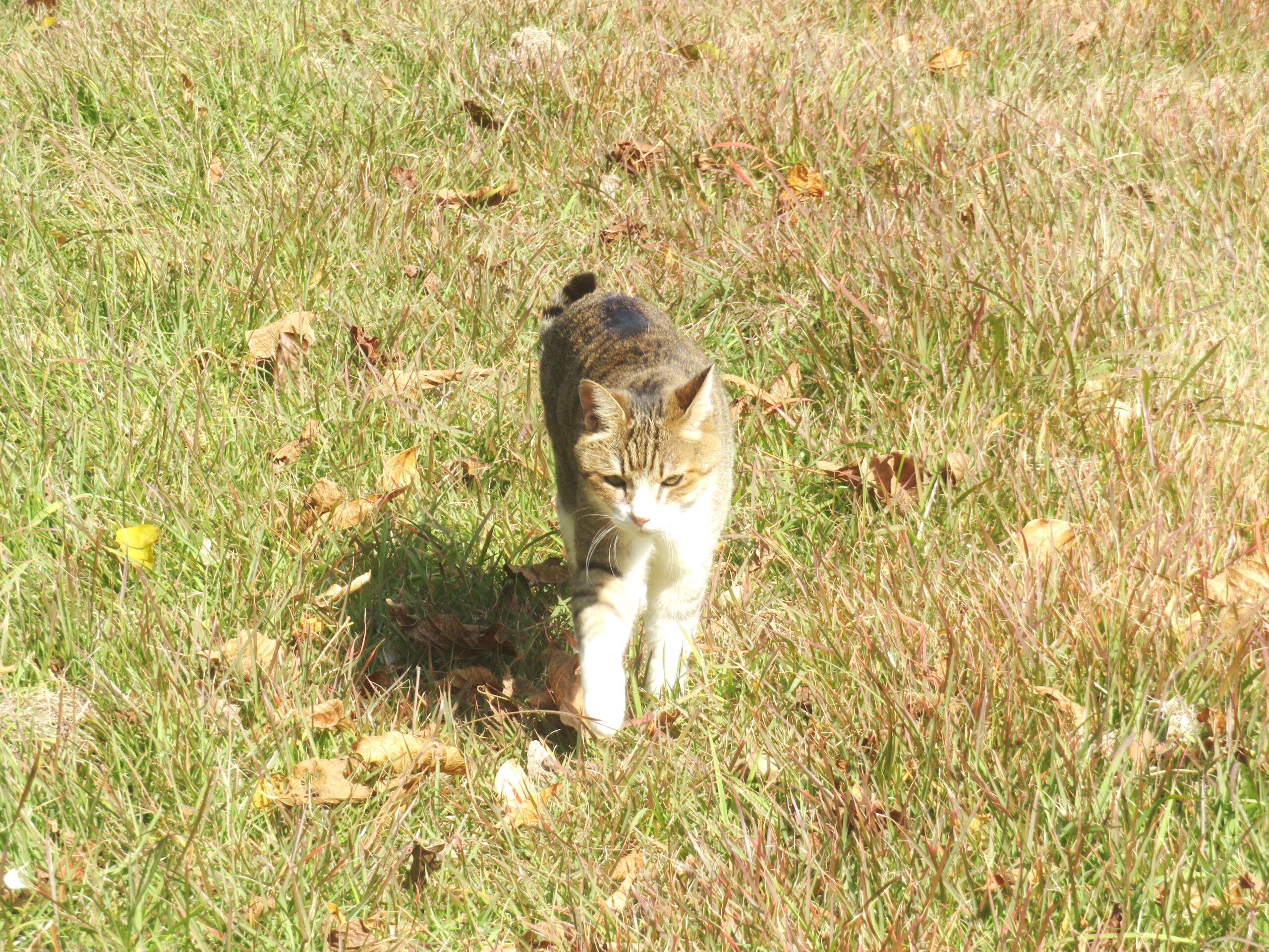ねこ、風太　巡回