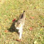 ねこ、風太　巡回