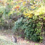 ねこ、風太　巡回