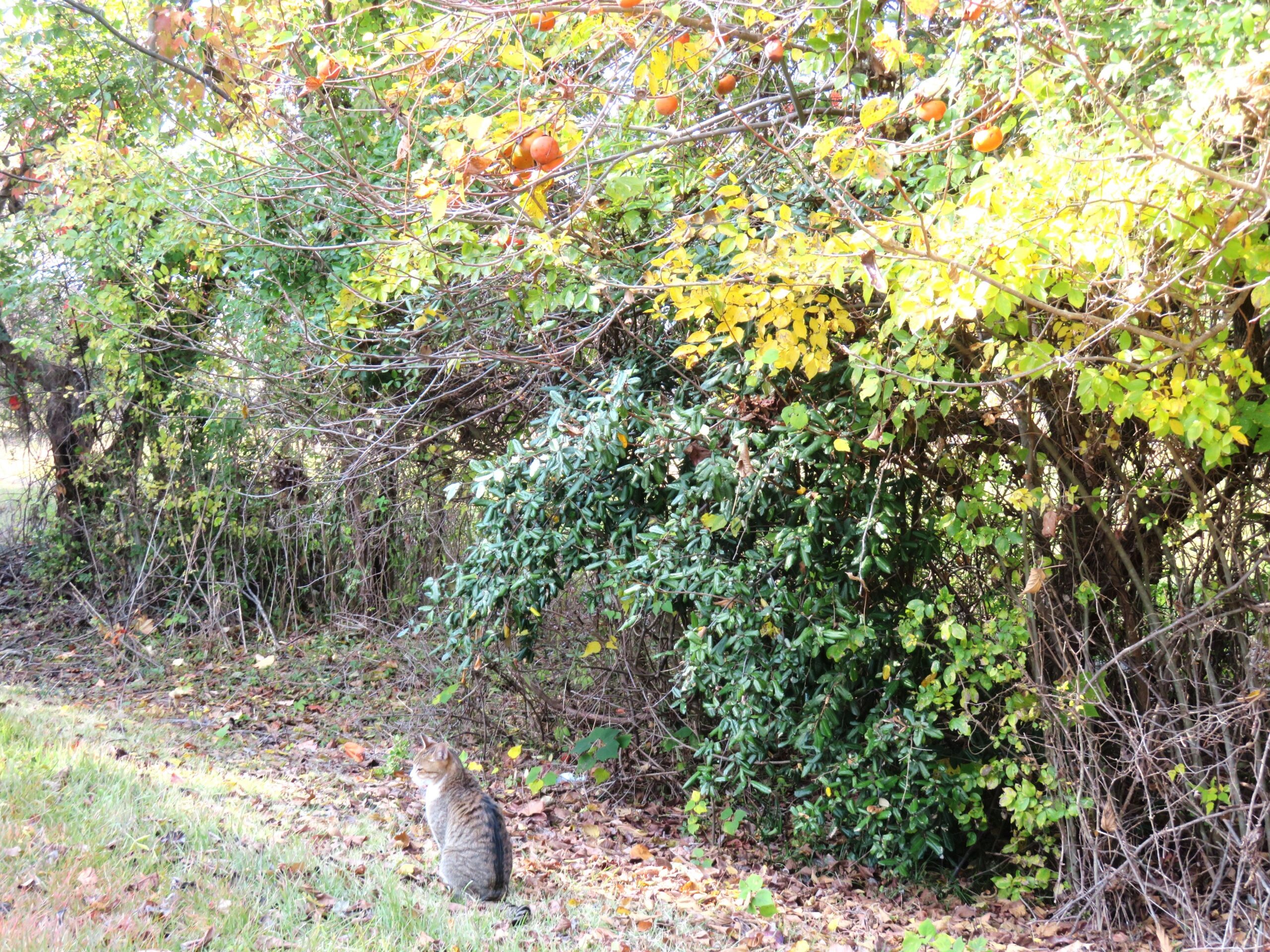 ねこ、風太　巡回