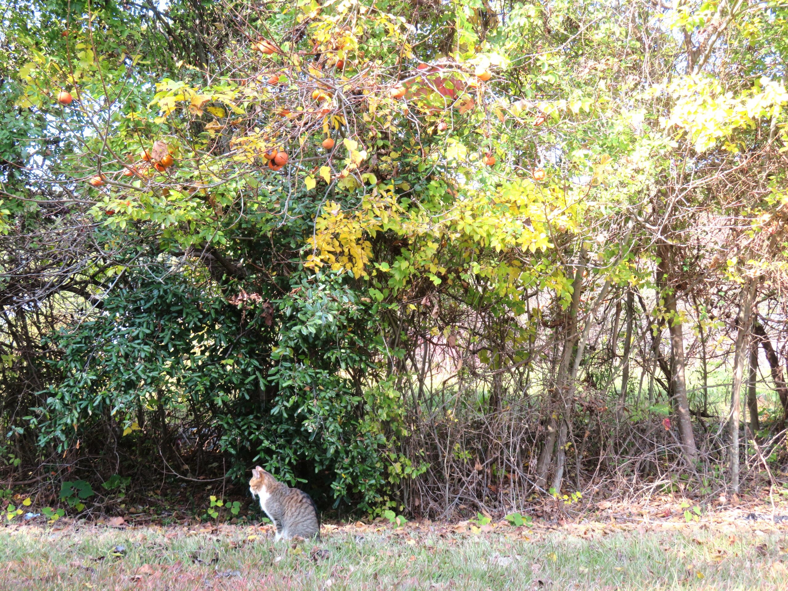 ねこ、風太　巡回