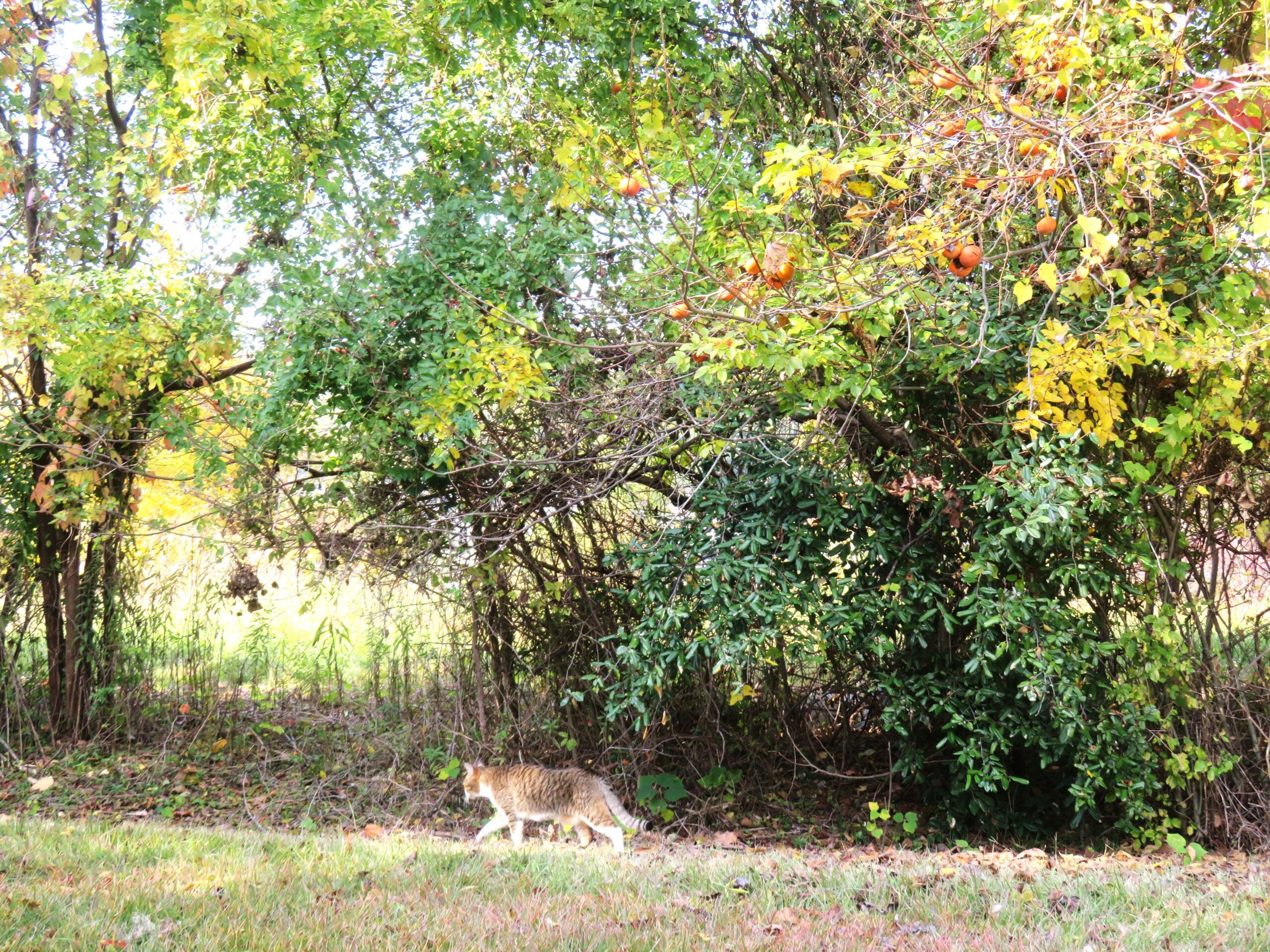 ねこ、風太　巡回