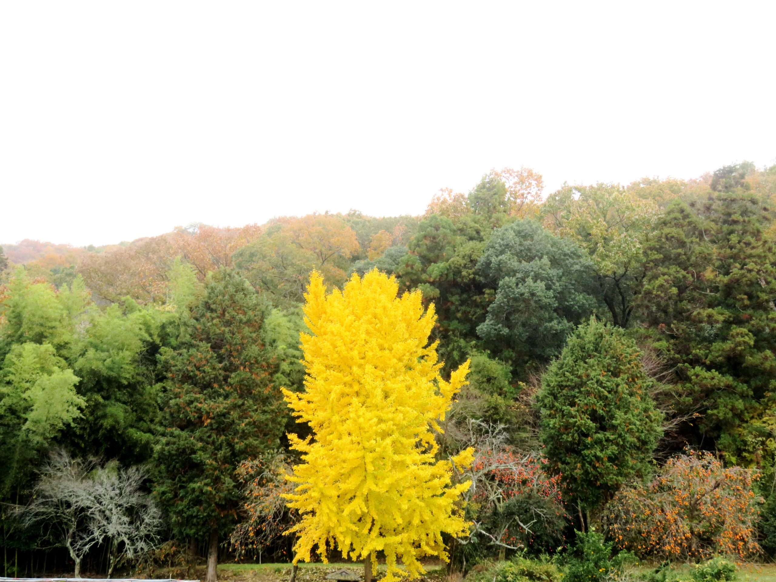 イチョウ（銀杏）