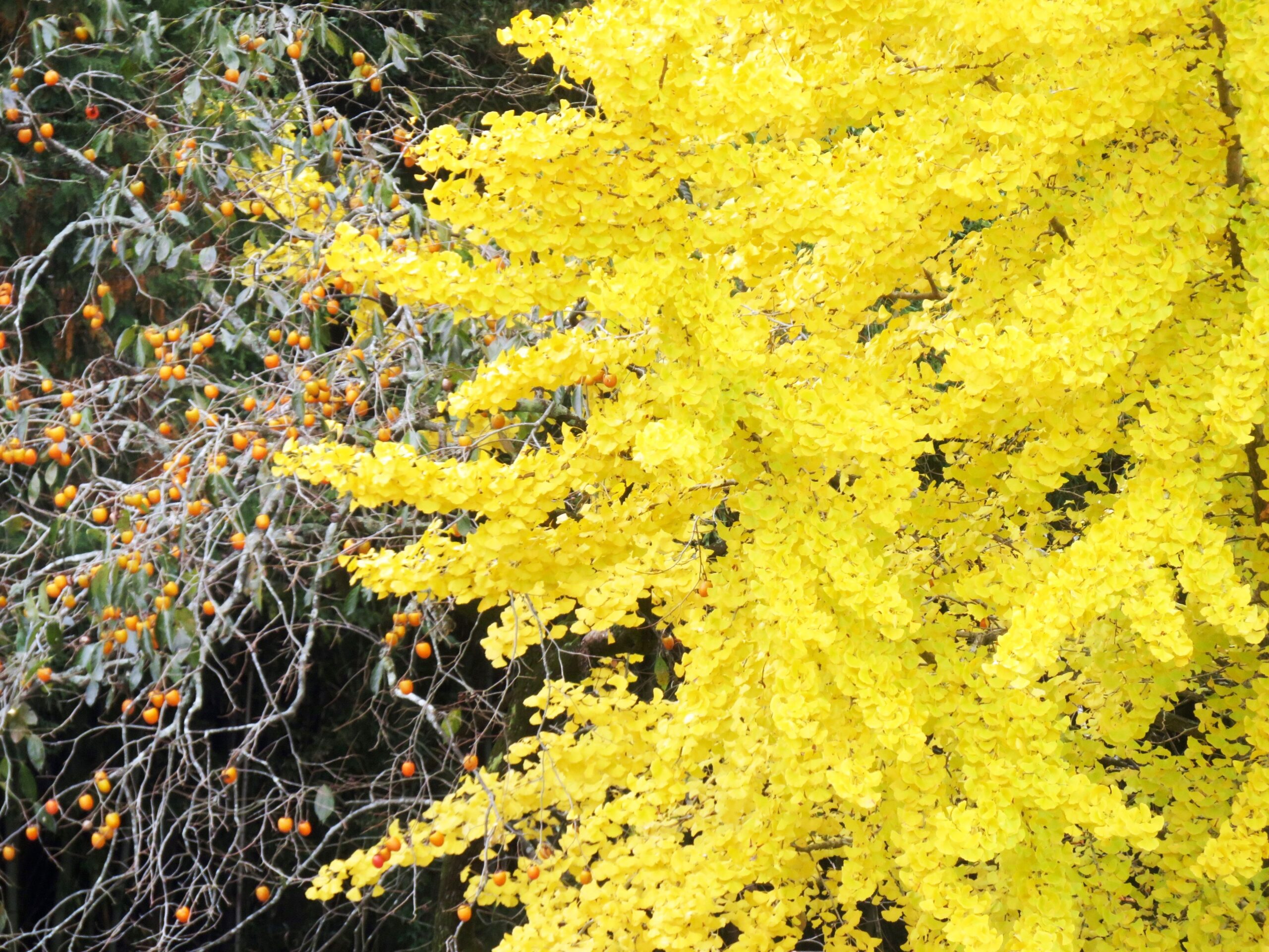 イチョウ（銀杏）