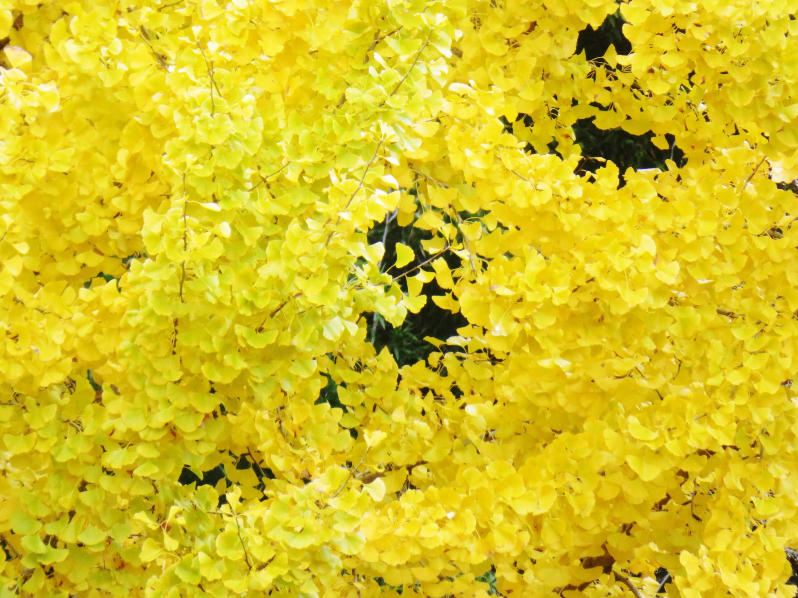 イチョウ（銀杏）