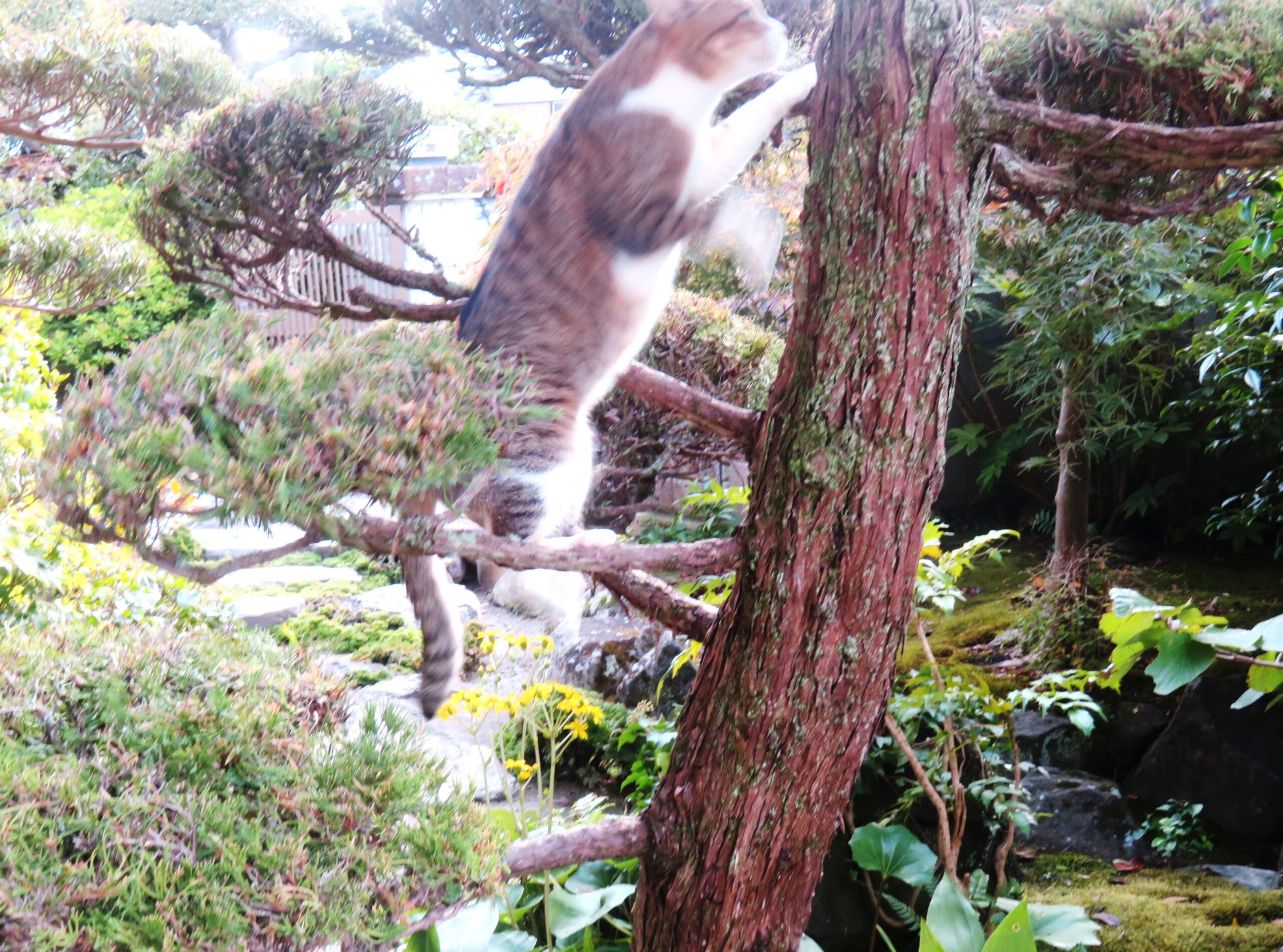ねこ、風太 木登り