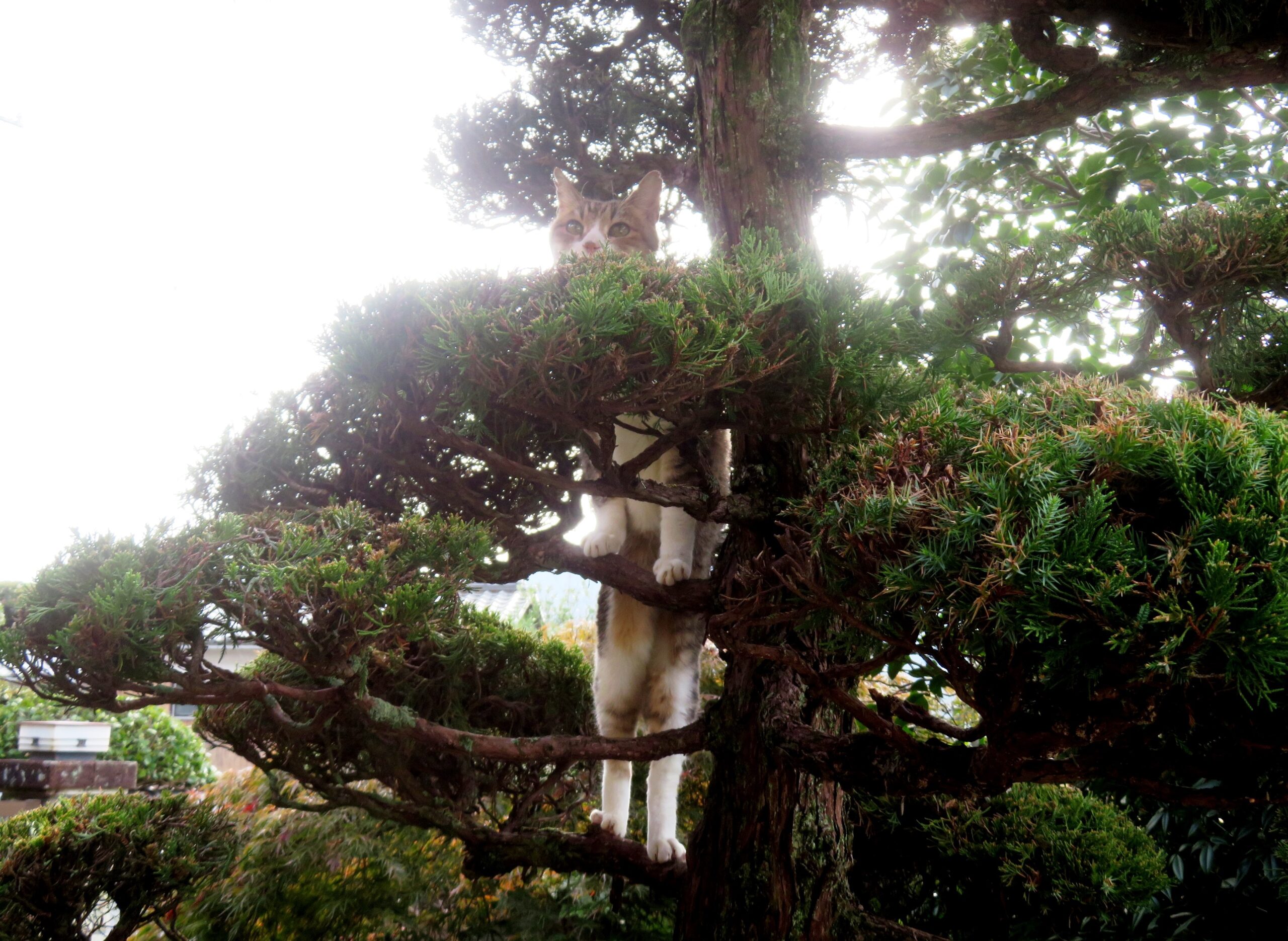 ねこ、風太 木登り