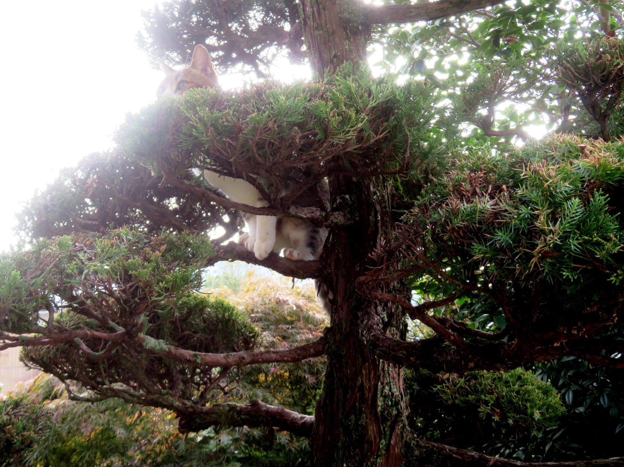 ねこ、風太 木登り