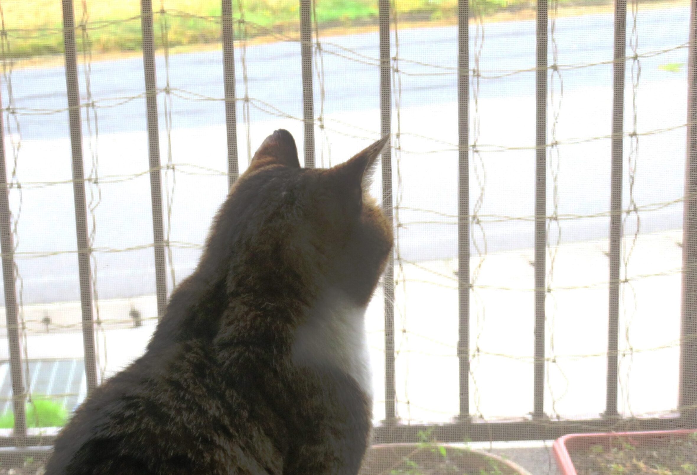 ねこ、風太 雨降り