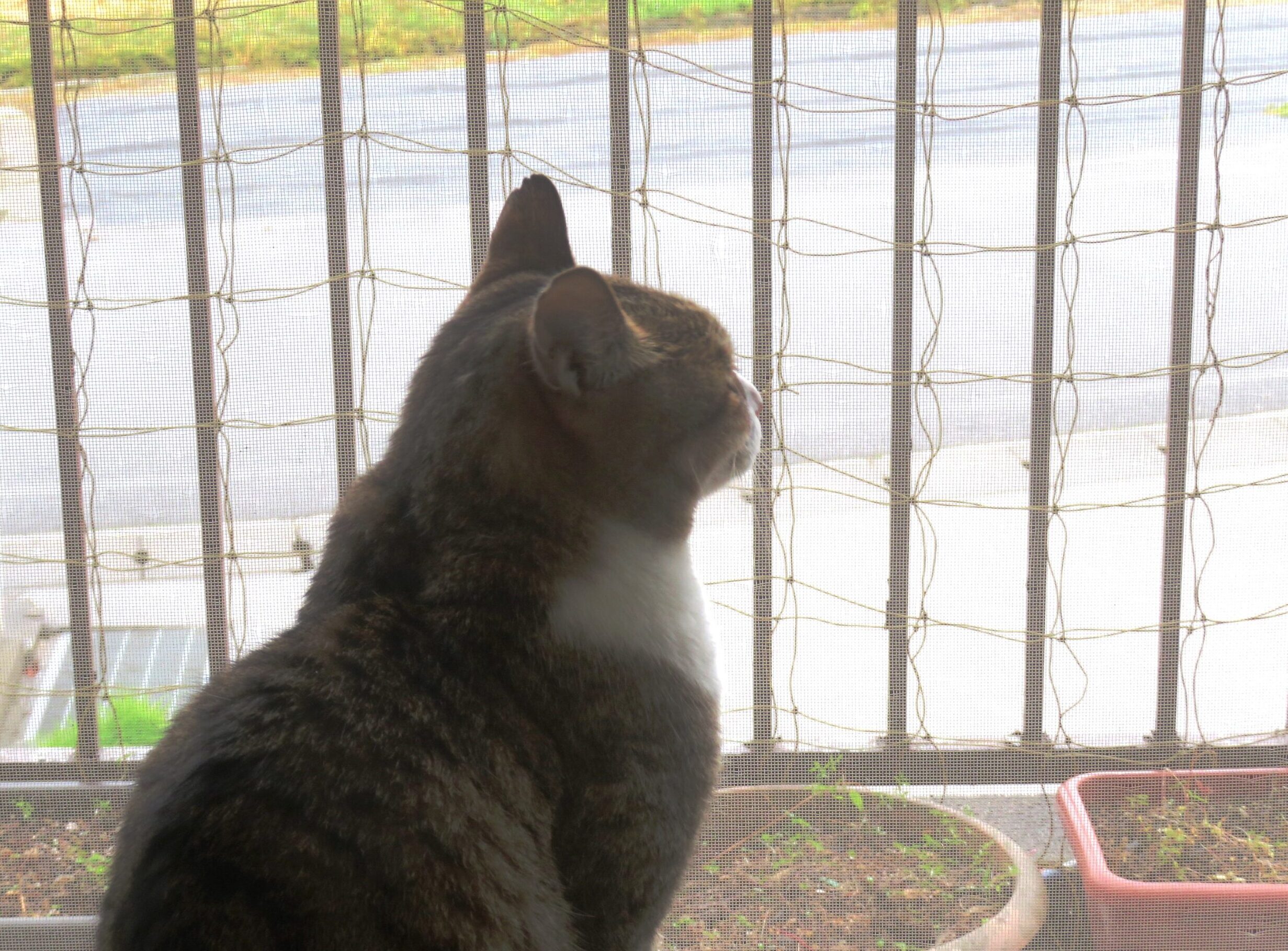 ねこ、風太 雨降り