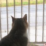 ねこ、風太　雨降り