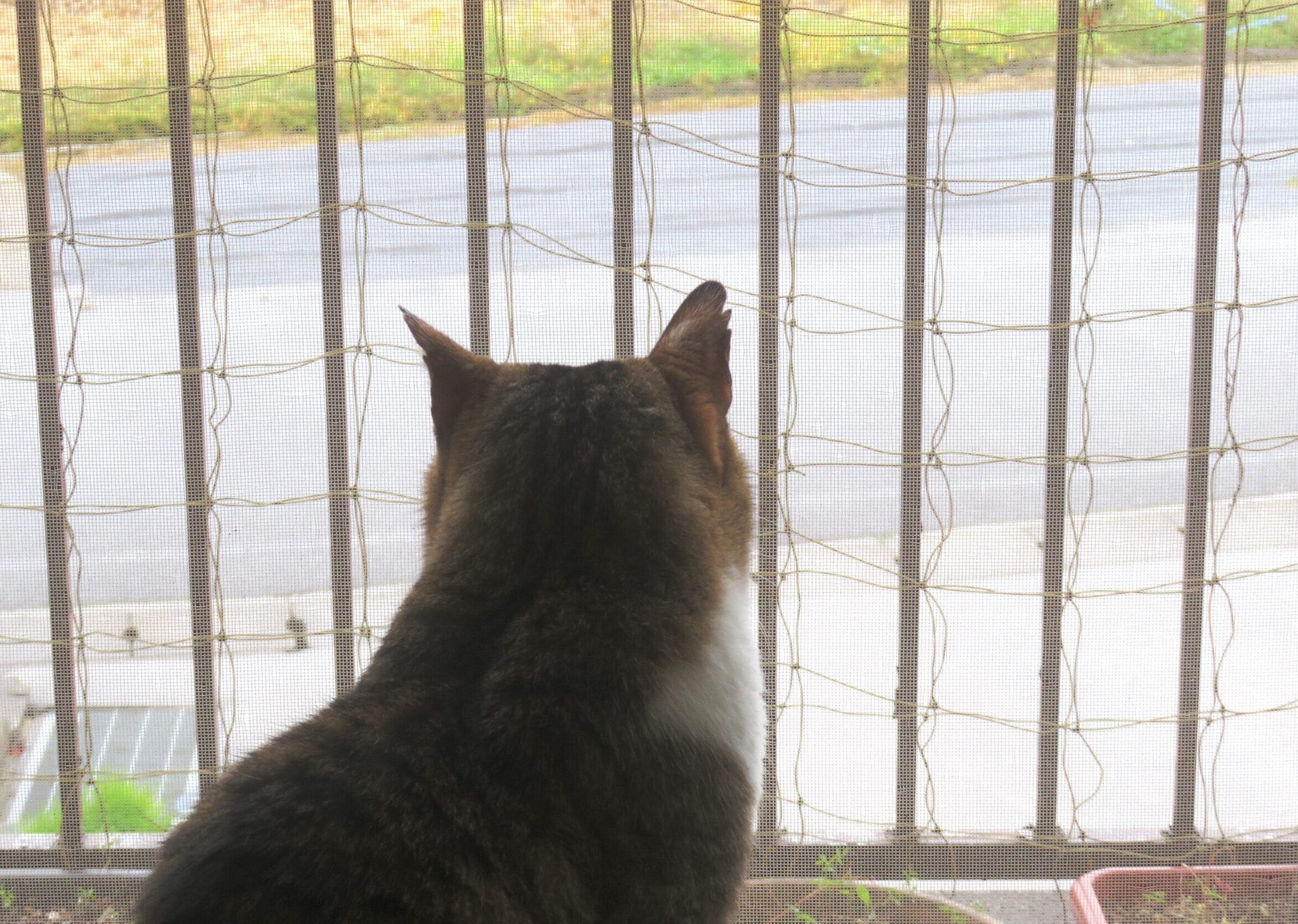ねこ、風太 雨降り