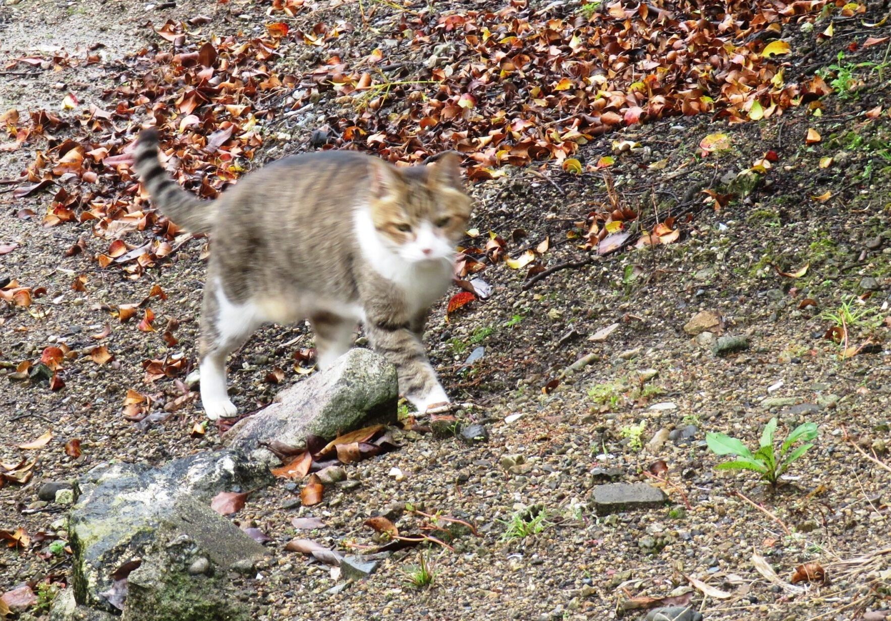 ねこ、風太　巡回